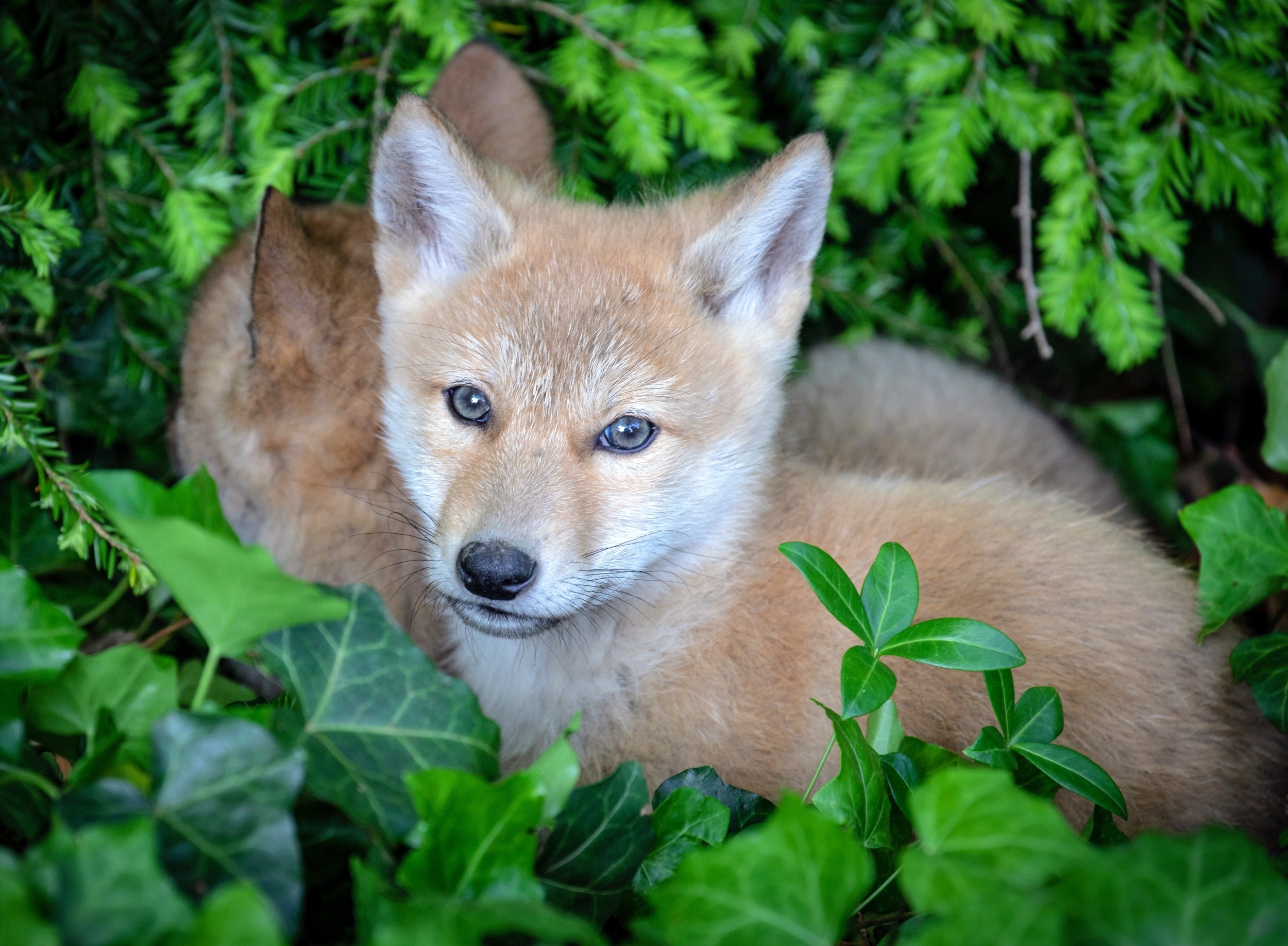 Coyotes are raising families in cities - and most people have no idea