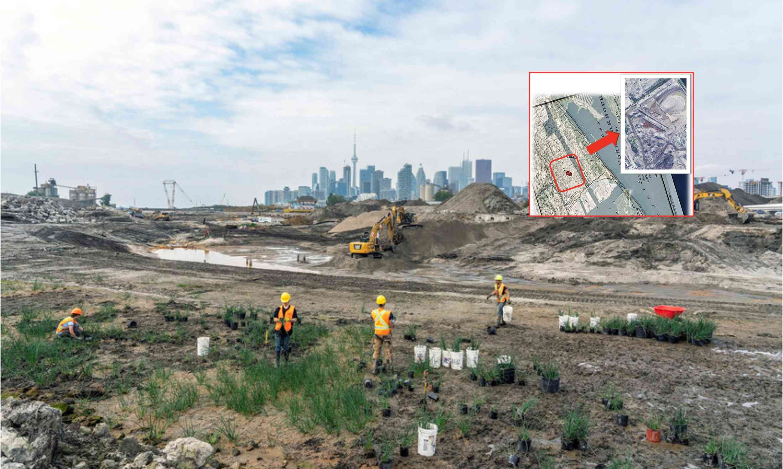 Buried seeds sprout beneath Toronto after a century underground
