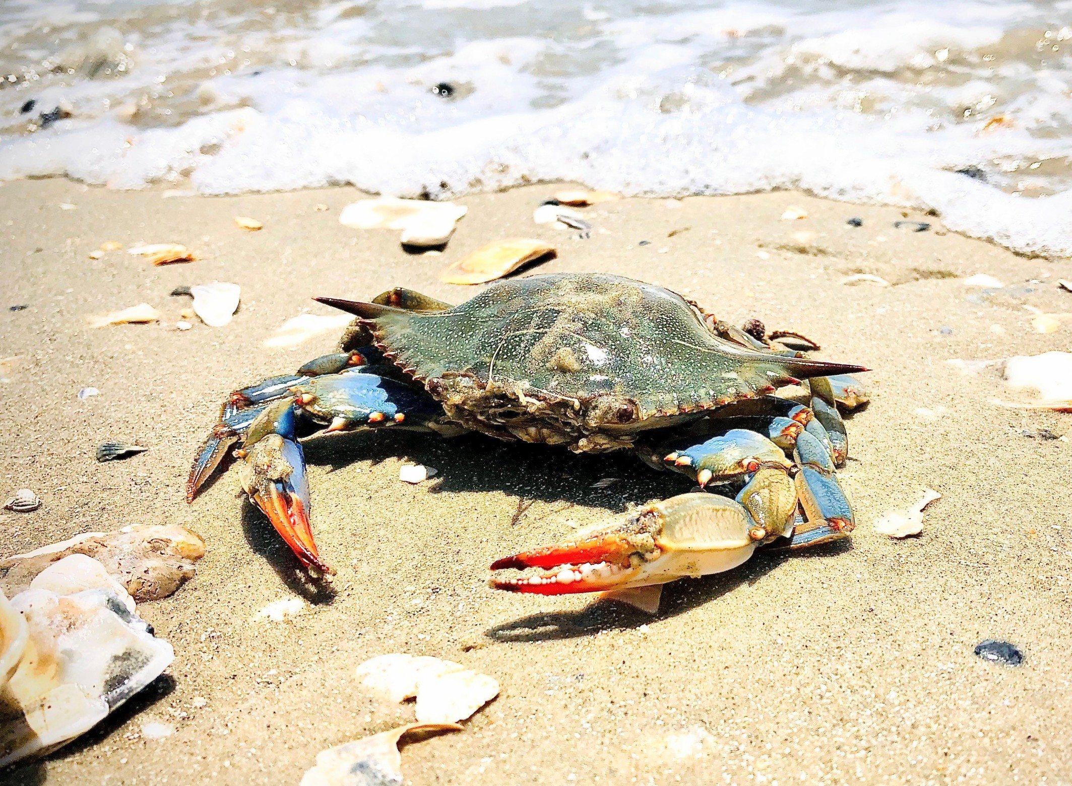 Young blue crabs face a deadly threat - and it's not what you expect