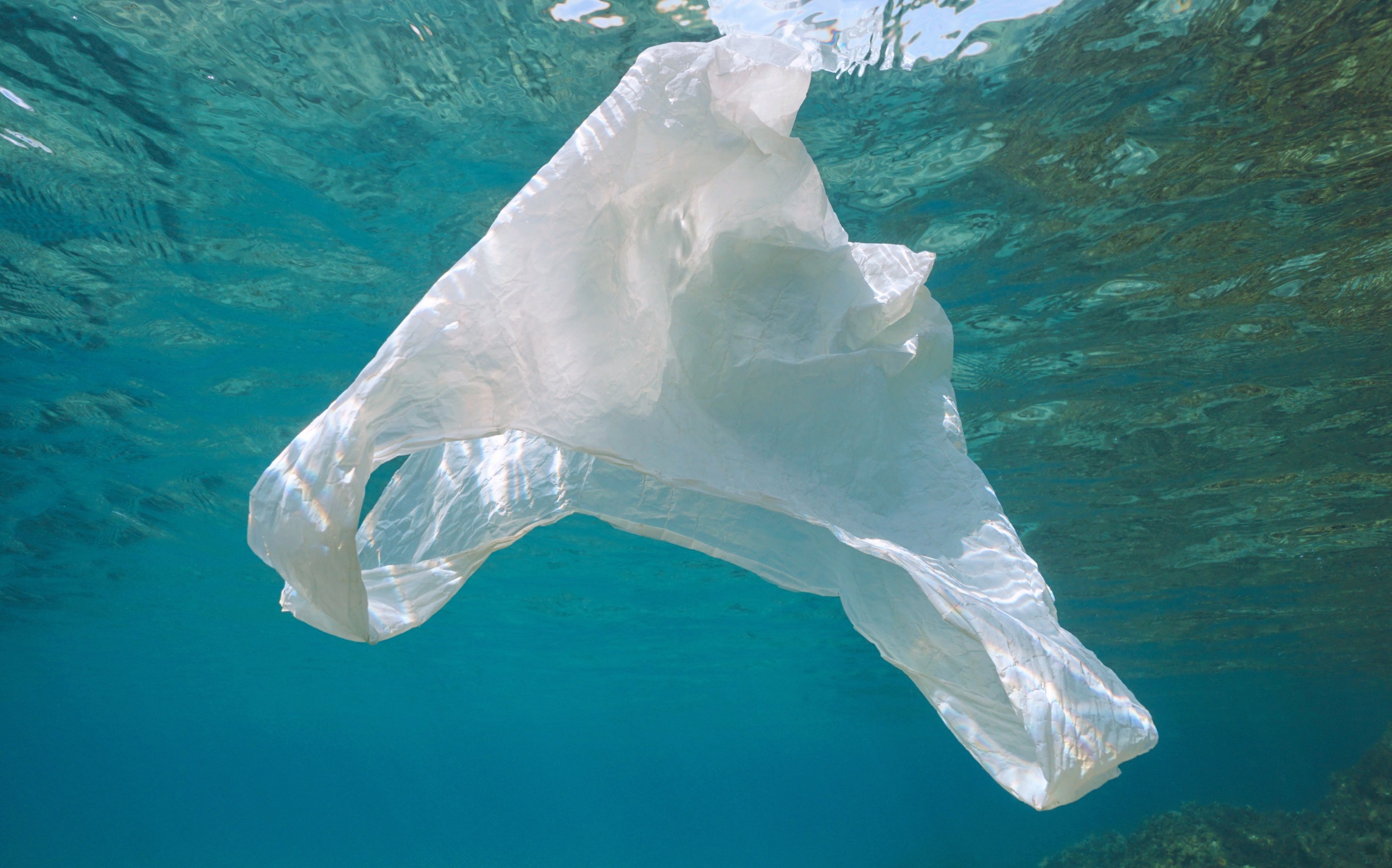 Ocean microbes are key to breaking down biodegradable plastic