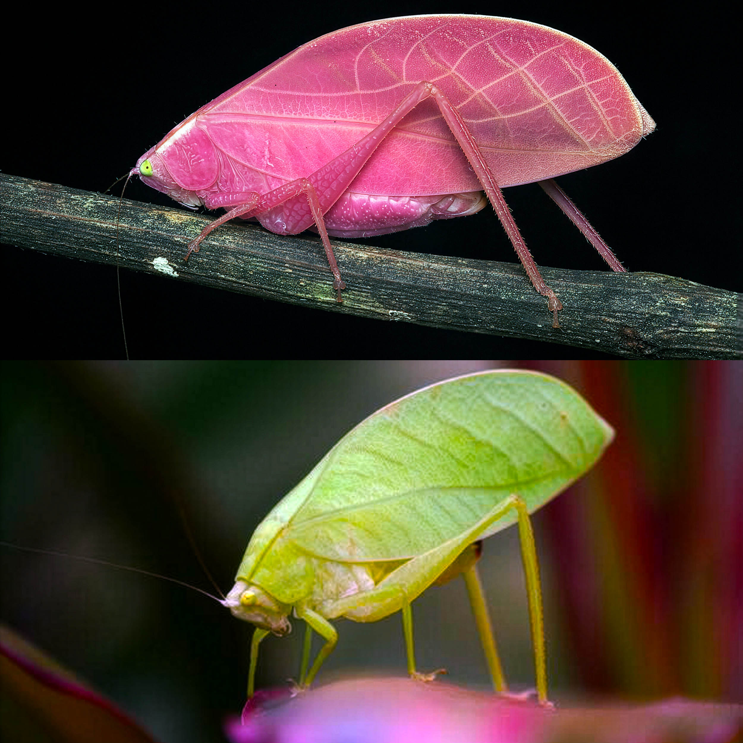 Amazing insect changes colors from bright pink to green to help blend in with local plant leaves