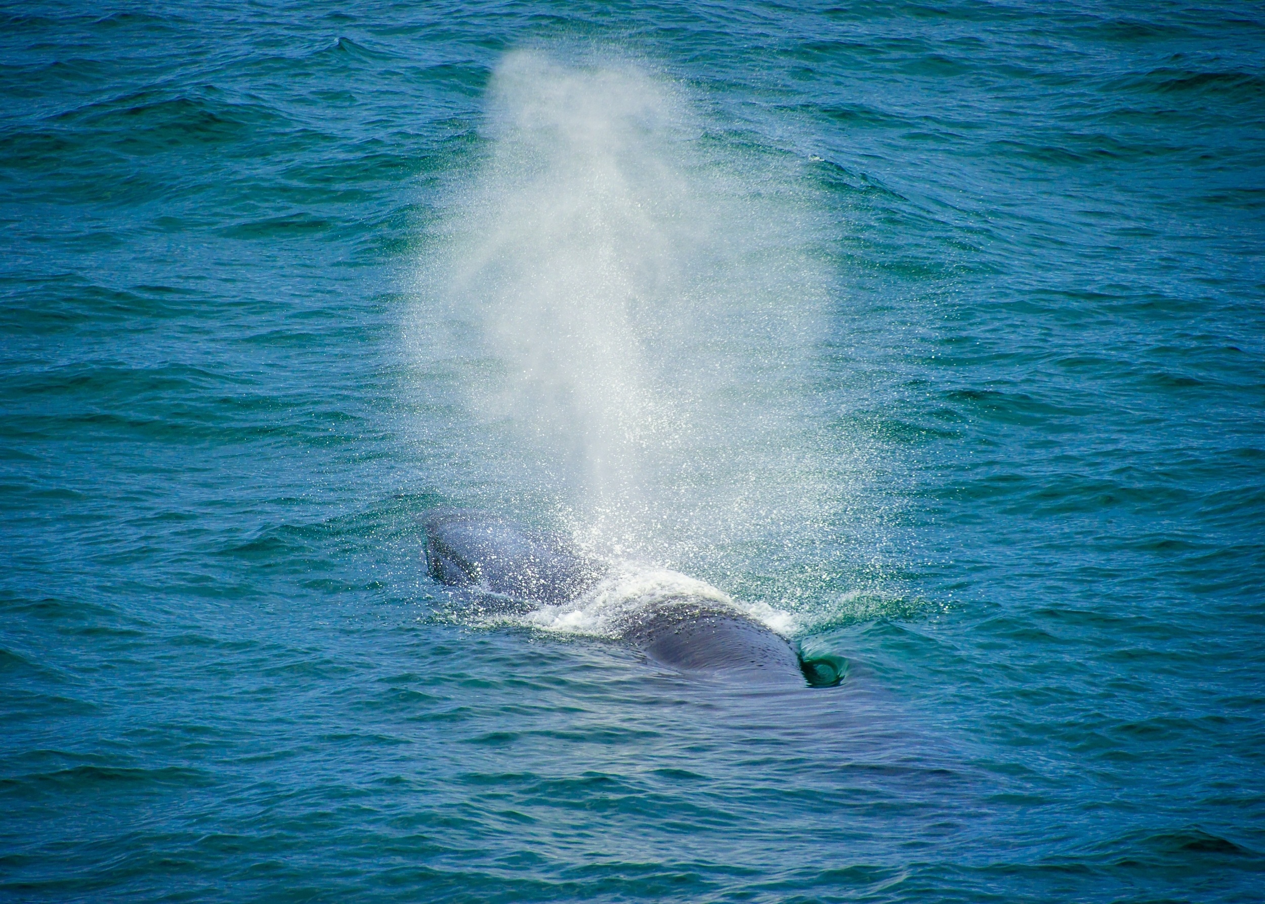 Centuries of whaling left lasting genetic scars on Arctic whales