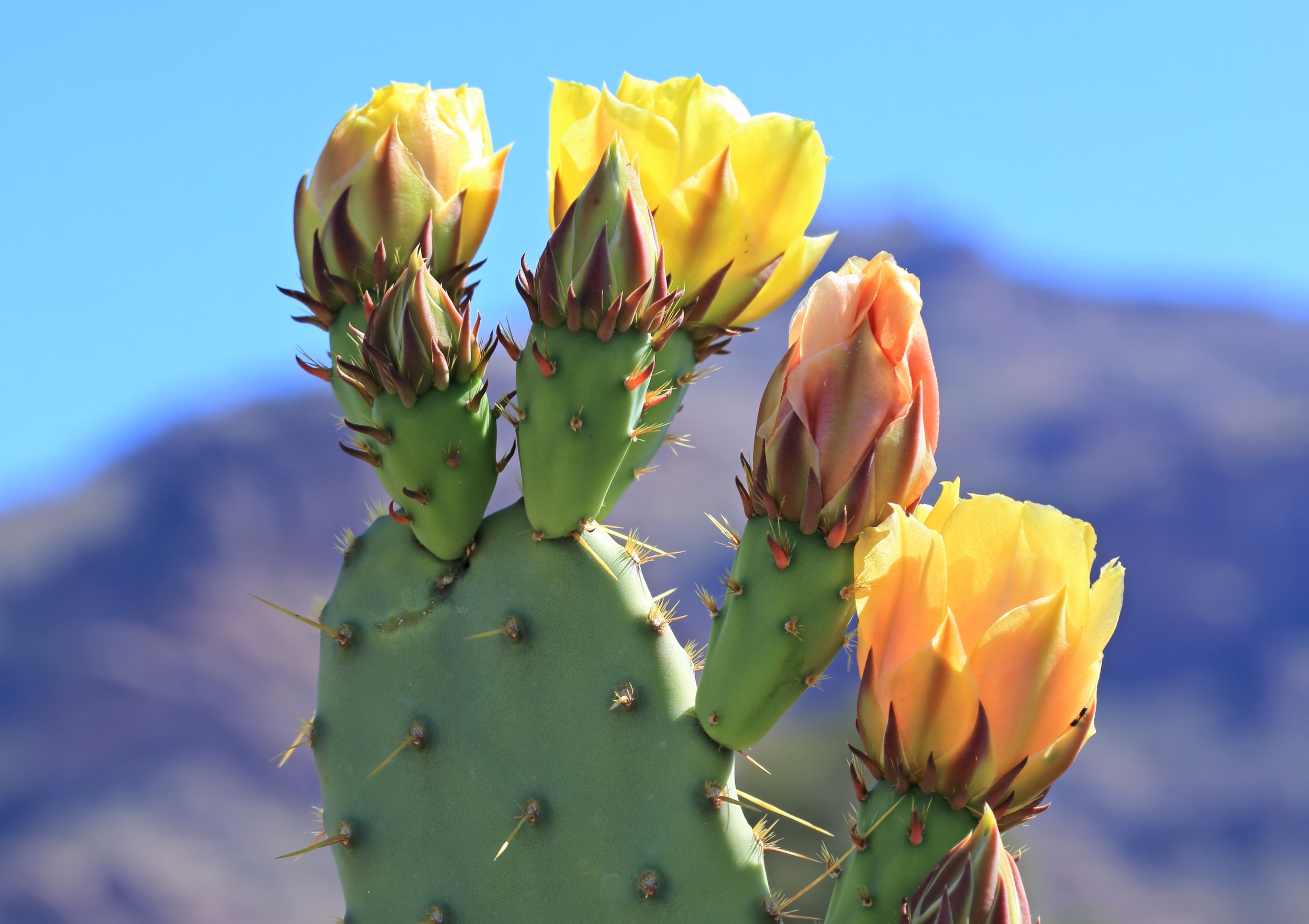 Cacti evolve new species faster than scientists expected