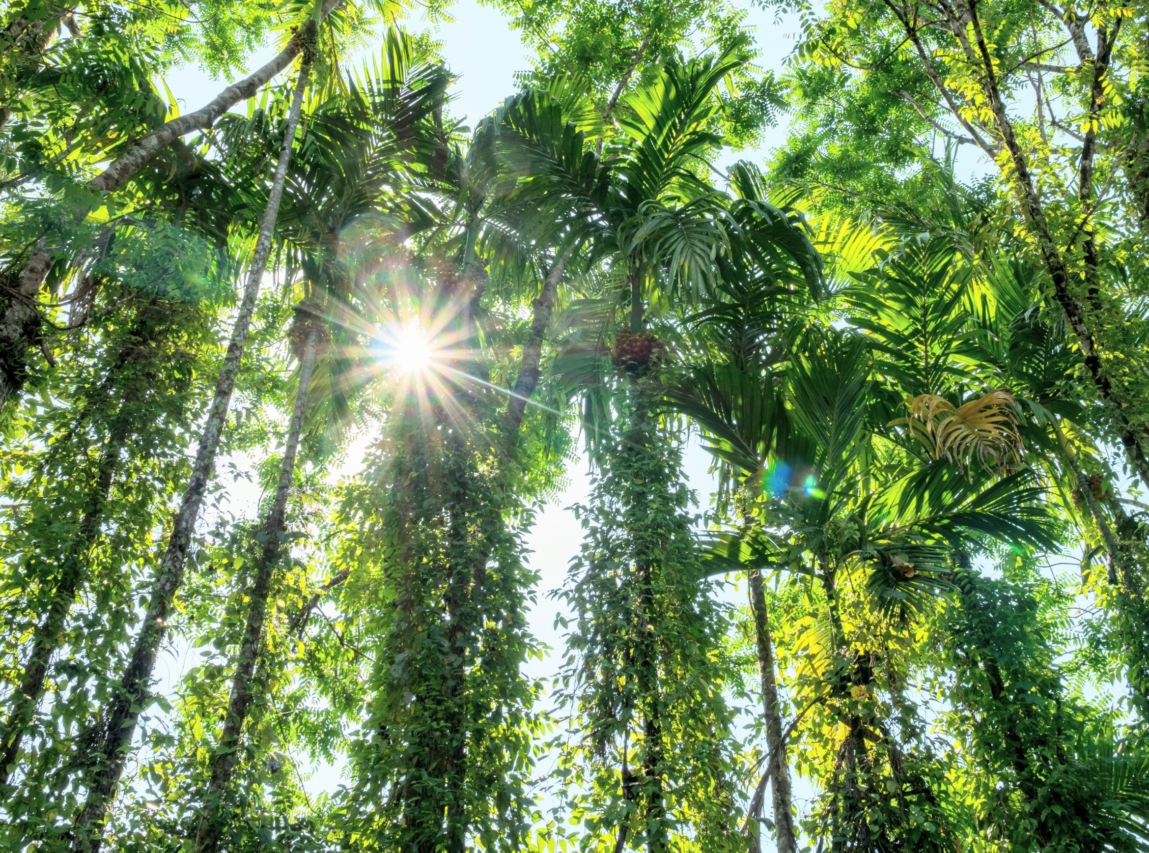 Why planting more trees won’t always cool the Earth