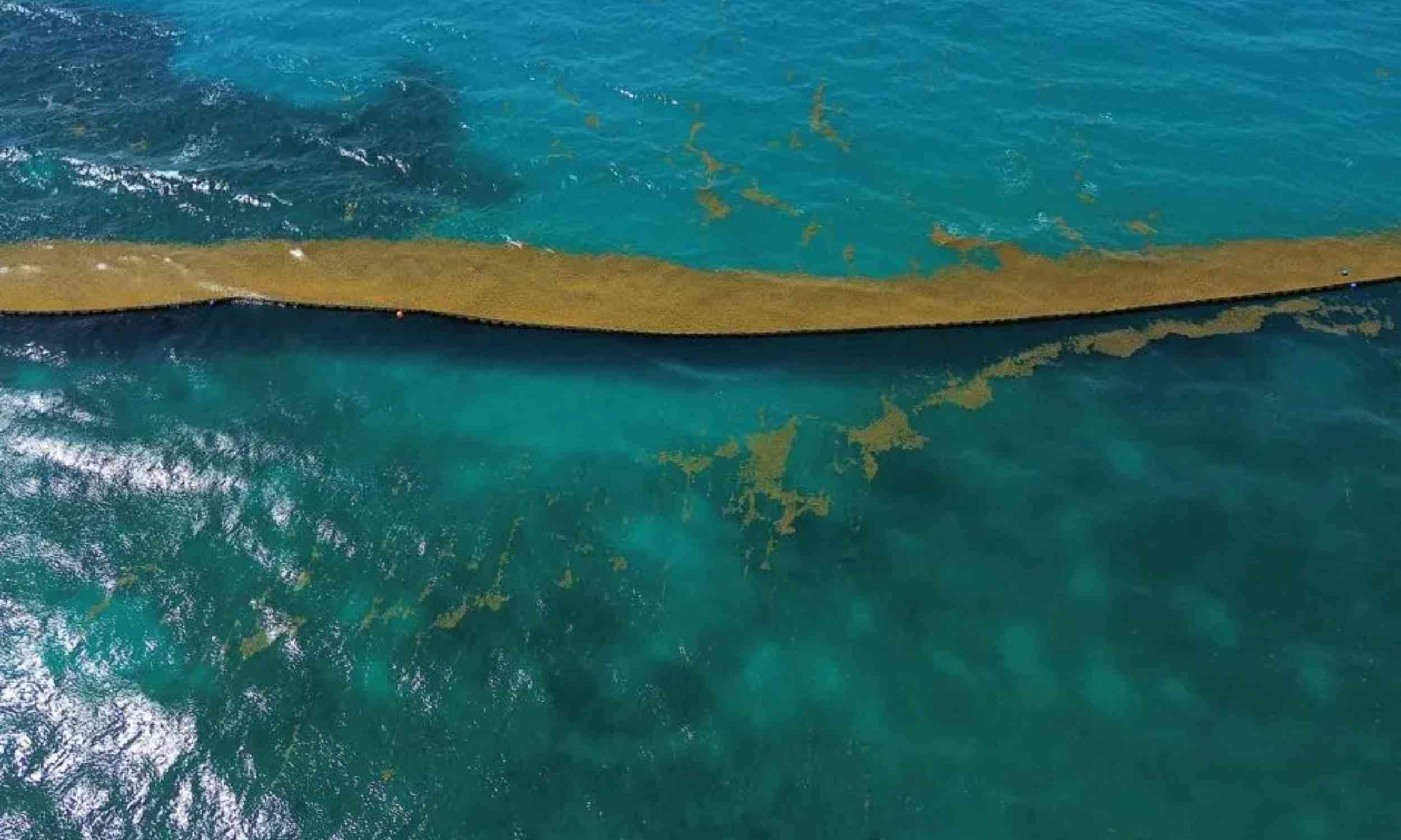 Brown tide in Florida and the Caribbean is making a strong comeback and ruining normally pristine beaches