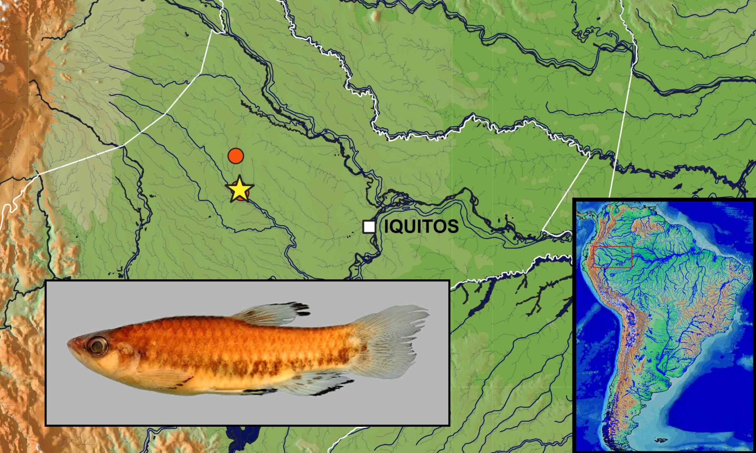 Strange new Amazon fish species discovered in a nature reserve
