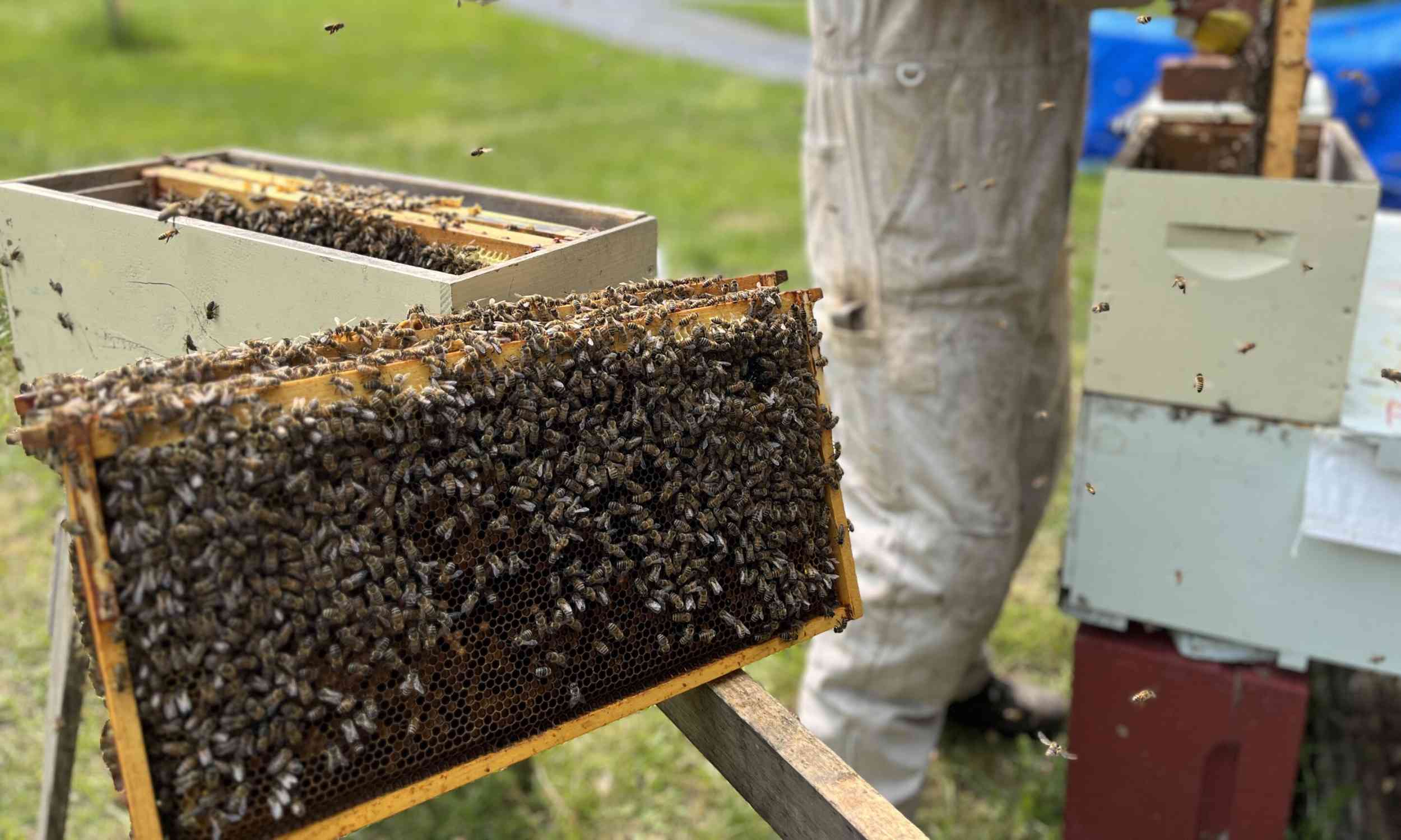 How hygienic bees fight disease could help protect bee colonies