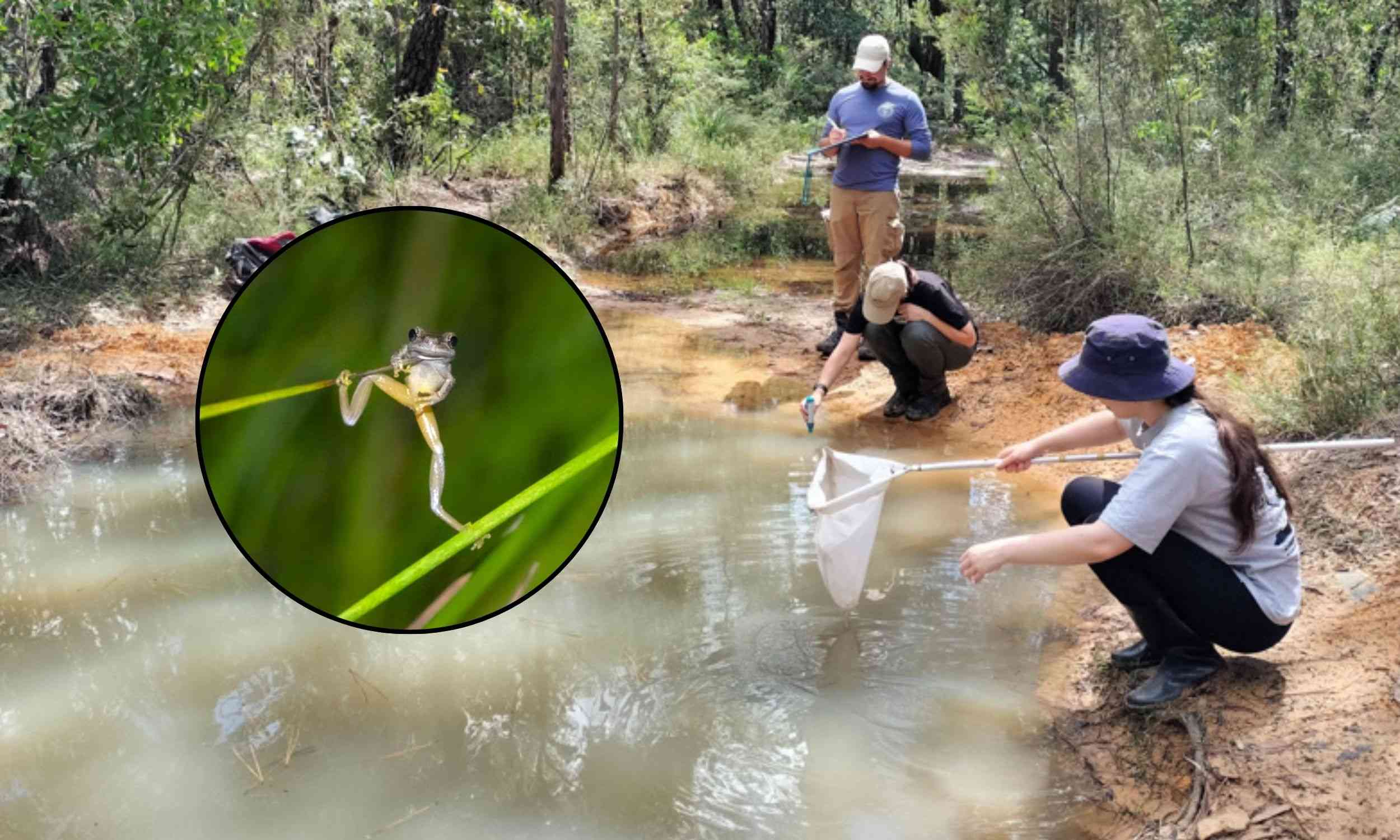 Endangered Australian tree frog breeds in captivity for the first time