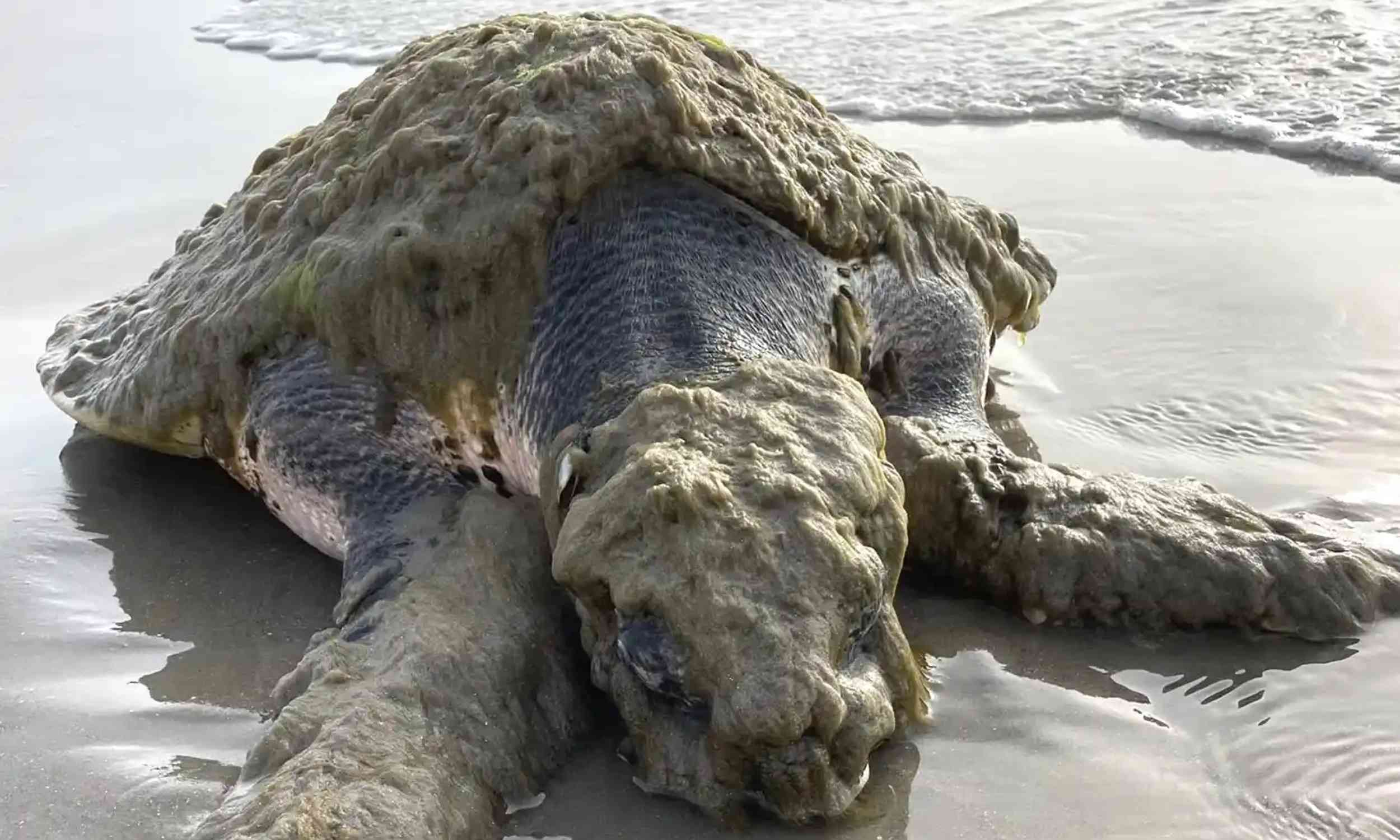 One of the world’s rarest sea turtles found stranded in Texas