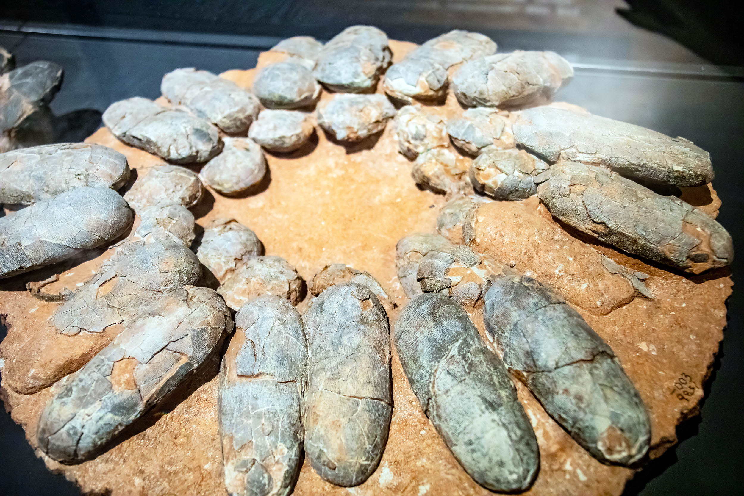 Did dinosaurs sit on their eggs? Oviraptors used a different strategy