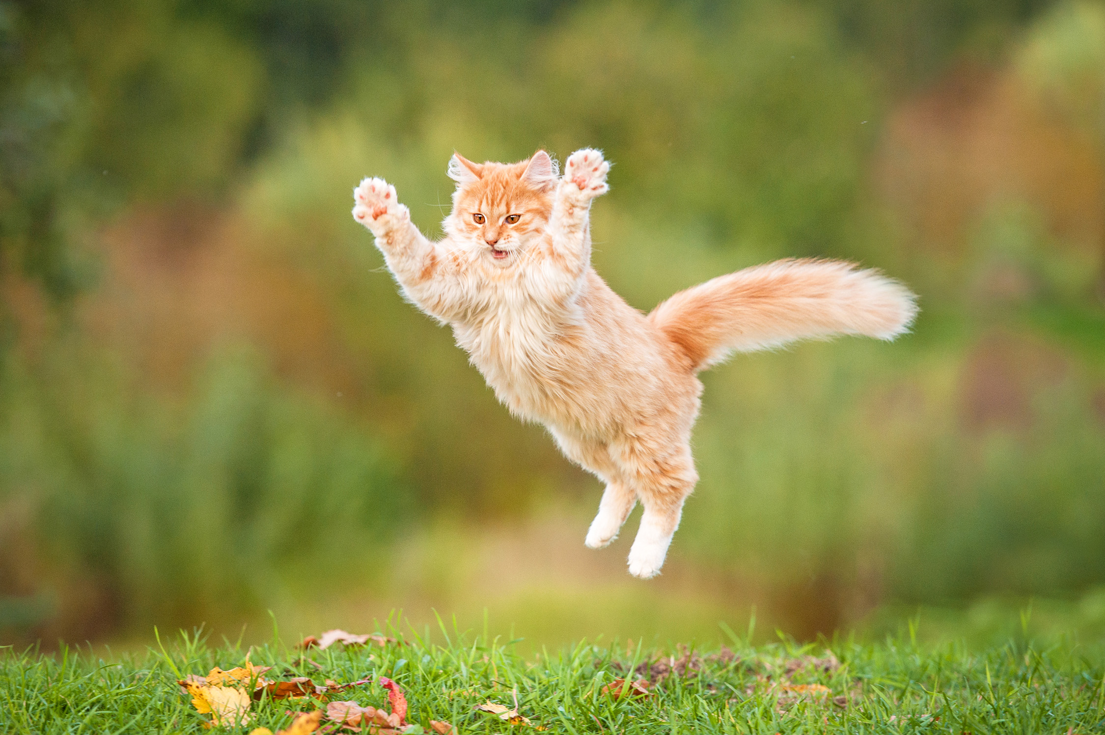 Scientists solve the mystery of how cats always land on their feet