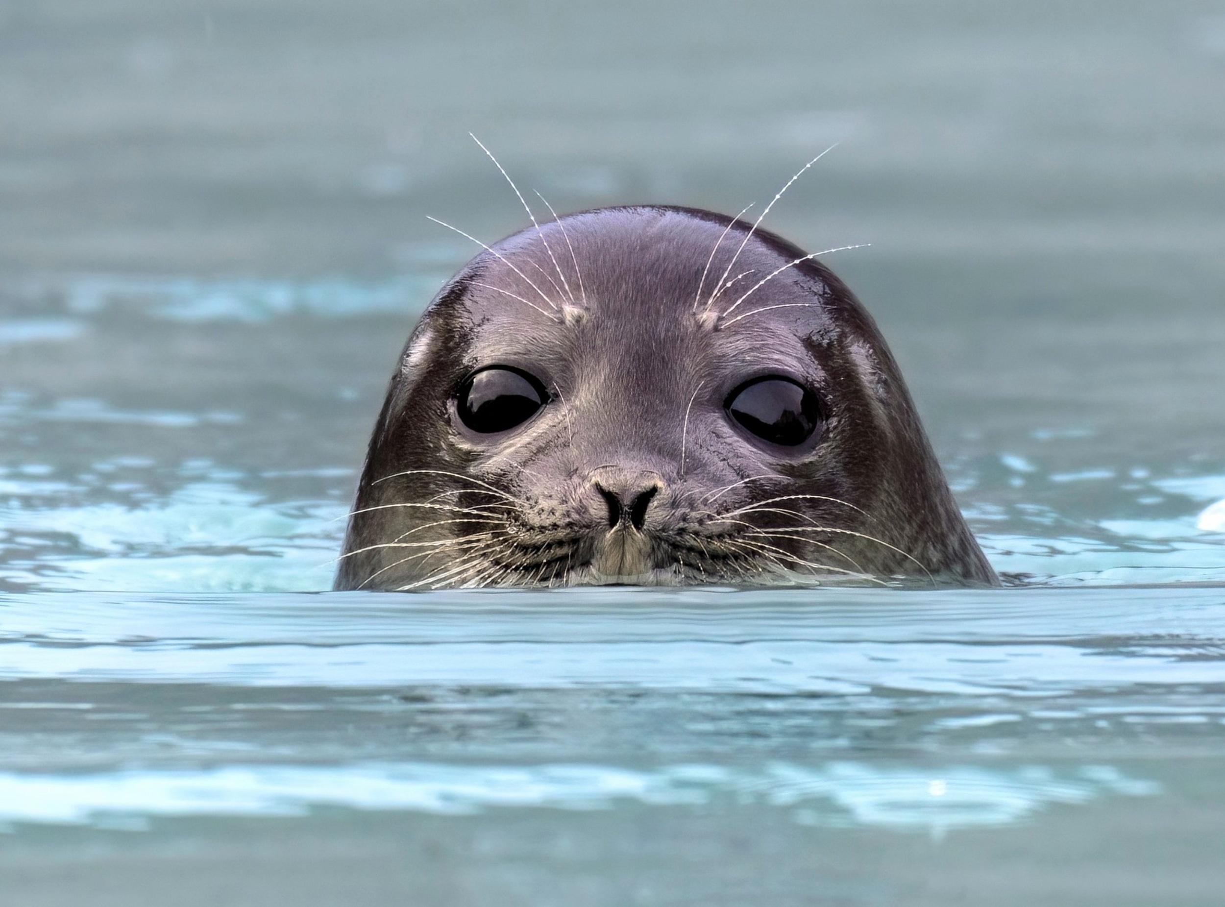 Arctic seals risk deadly polar bear encounters for better food