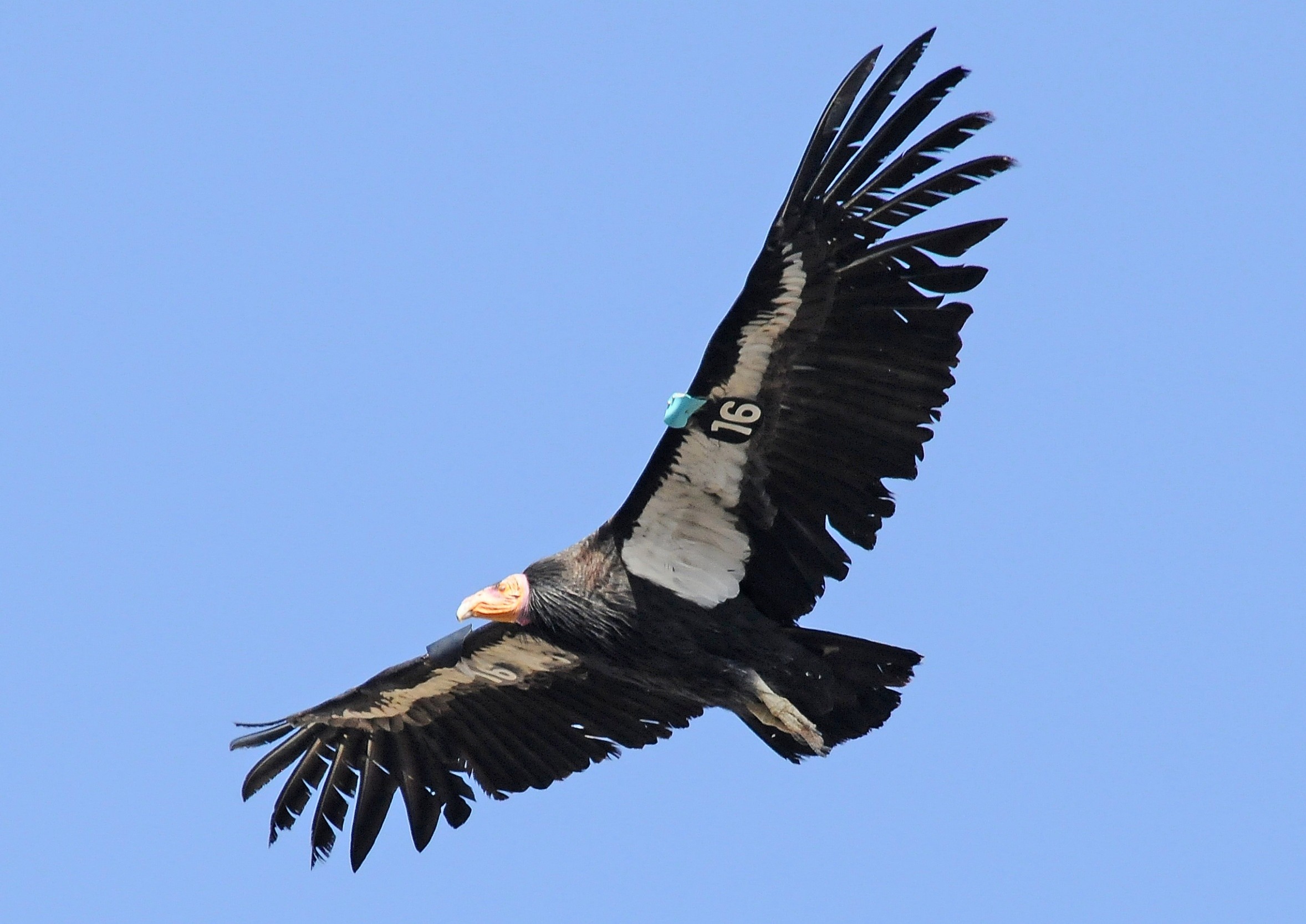 California condors are dying again - and the reason may surprise you