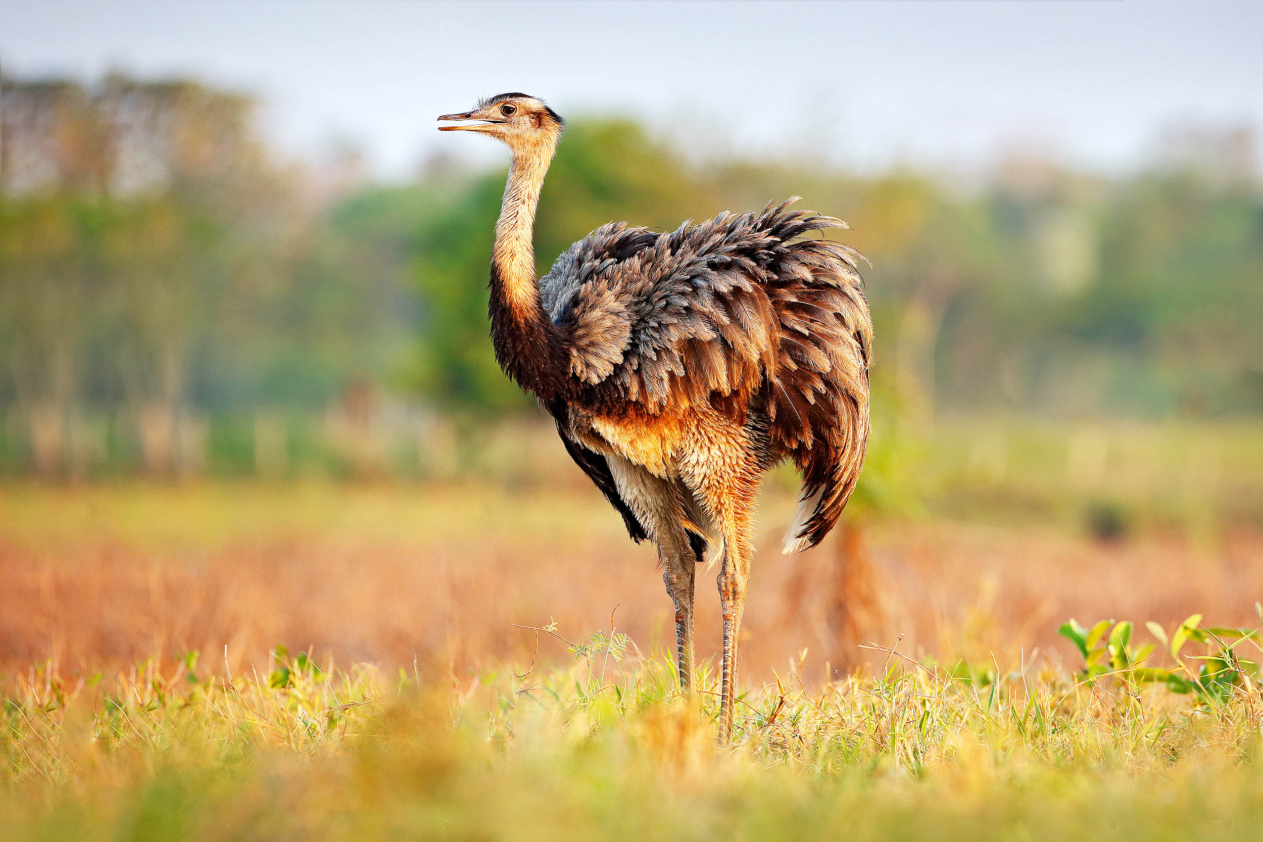Large flightless bird controls the fate of South American palm trees