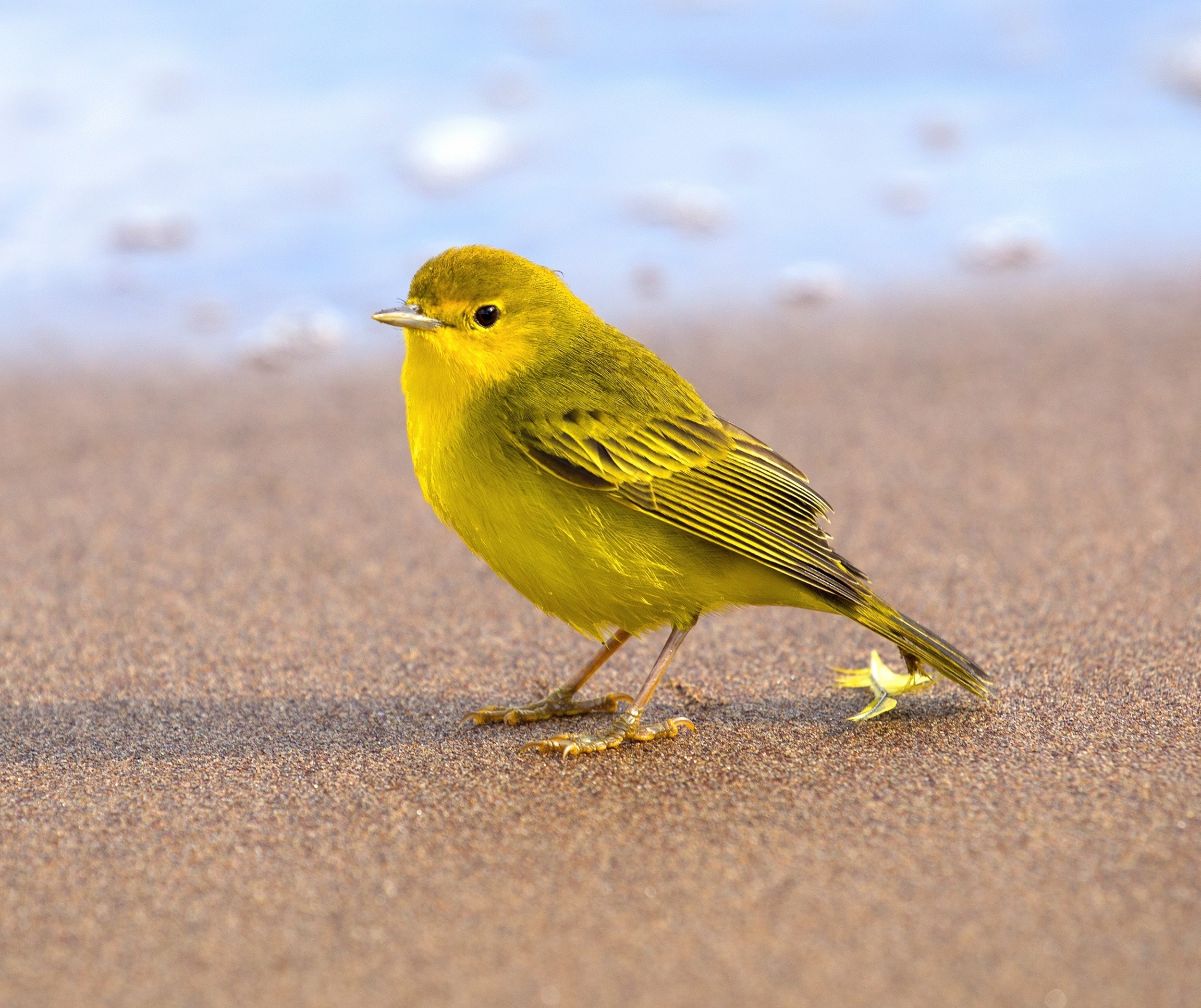 Female birds sing too - but scientists still don’t know why