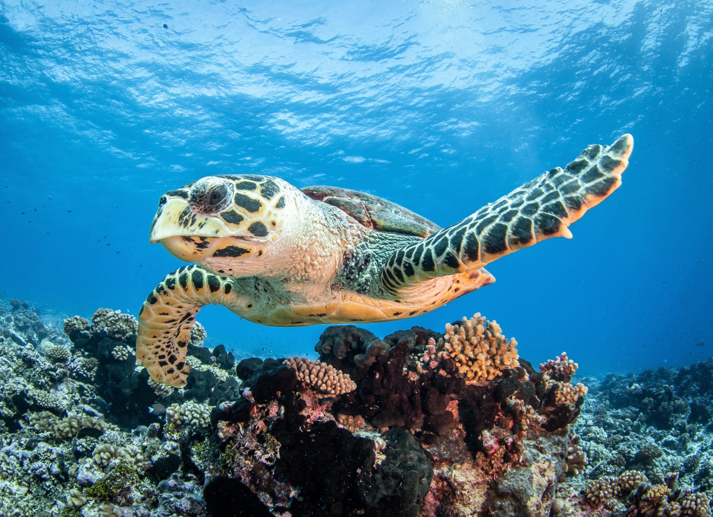 Male sea turtles are vanishing, but we have a new way to find them