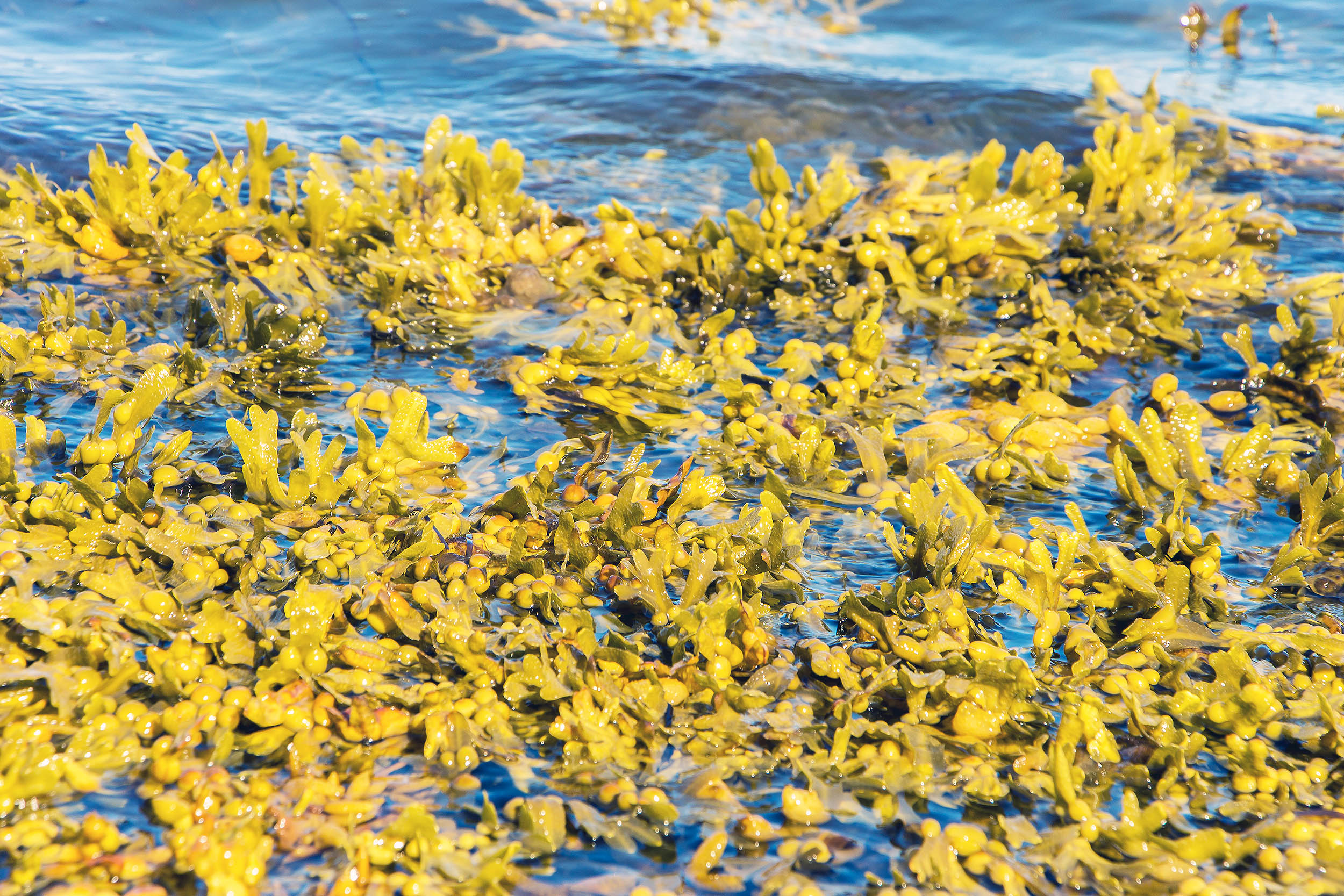 The world’s largest cloned organism is discovered in the Baltic Sea