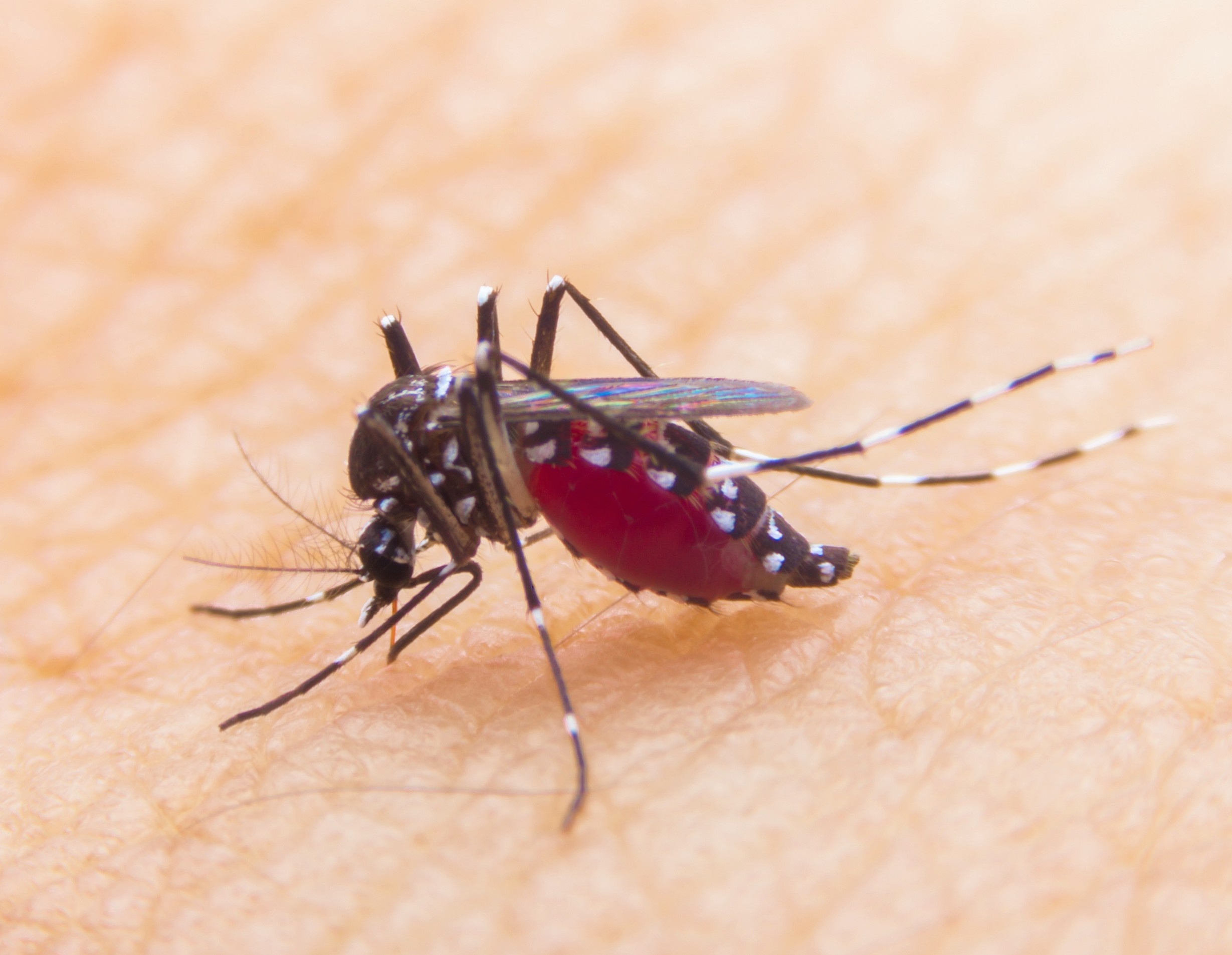 Mosquito flight patterns reveal how they track humans