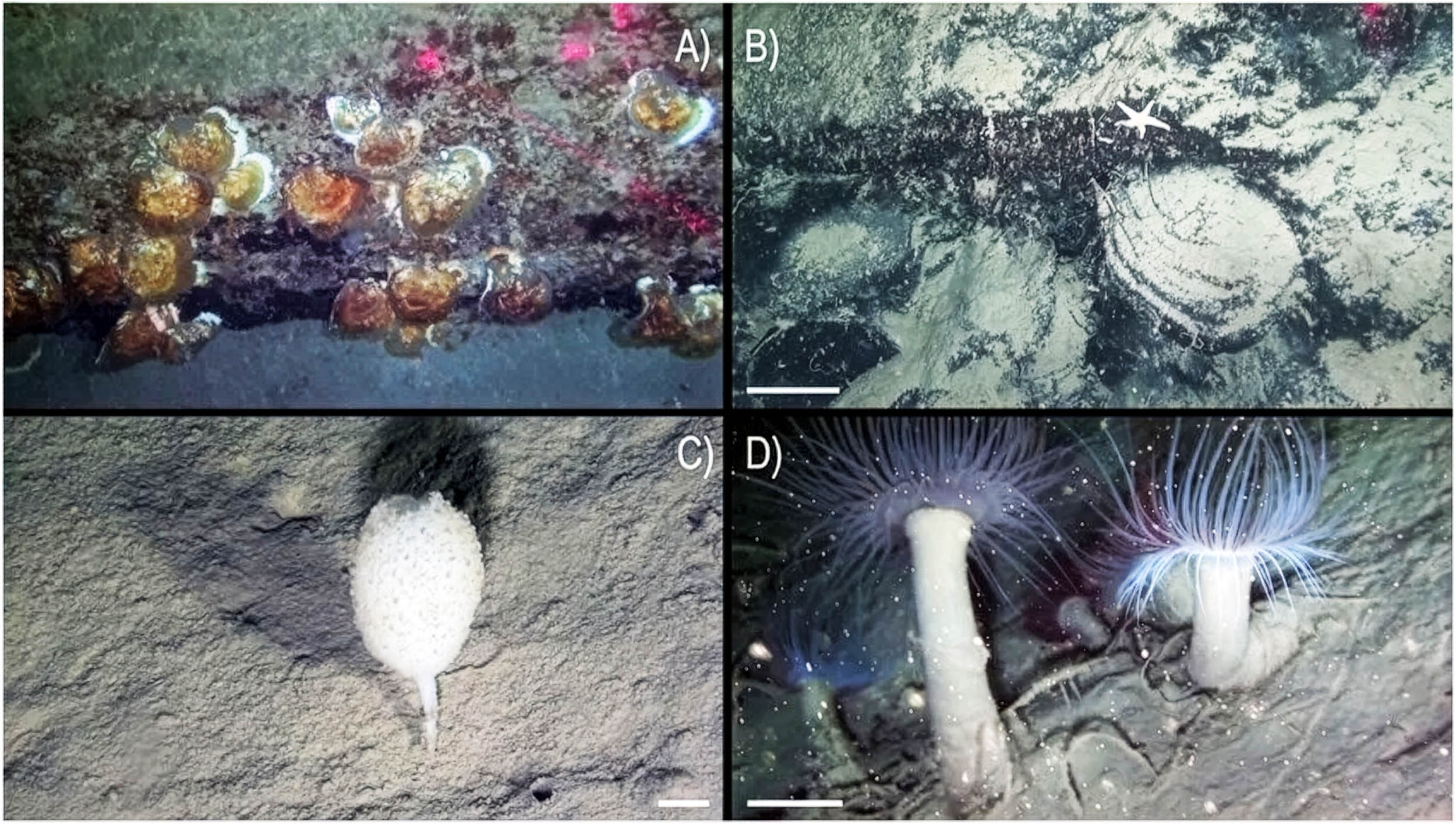 Marine scientists discover a hidden and virtually untouched world in a deep underwater canyon