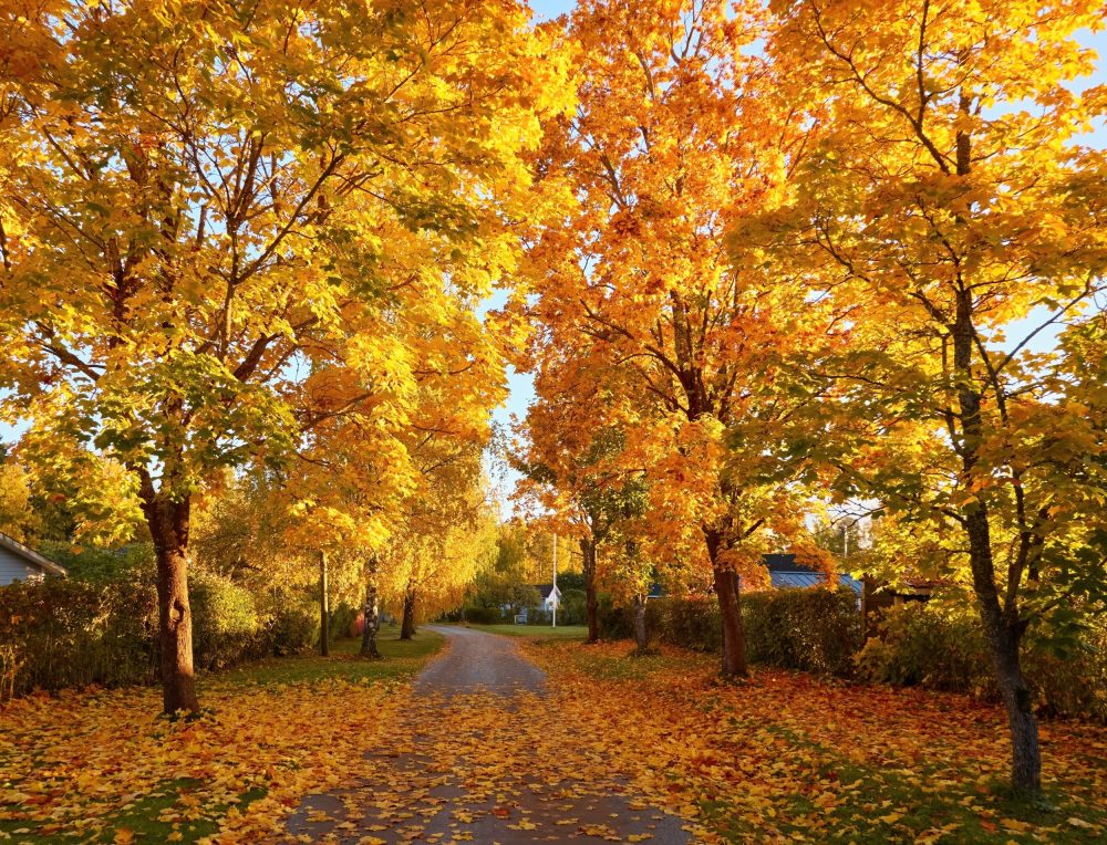 Warmer falls are keeping moths active weeks longer
