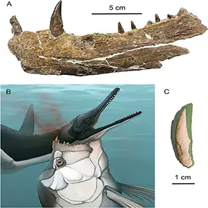 https://www.earth.com/news/fossil-find-polycotylus-plesiosaur-taken-out-by-bigger-predatory-fish-xiphactinus-alabama/Scientists discovered a huge tooth from Xiphactinus embedded in the neck of a fossil of a four-metre-long Polycotylus plesiosaur from the Mooreville Chalk of Alabama. Credit: University of Tennessee