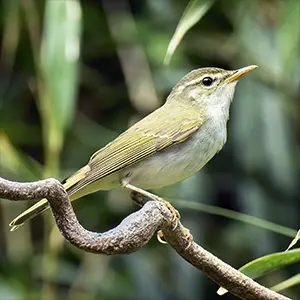 Tokara Leaf Warbler (Phylloscopus tokaraensis). Per Alström, Uppsala University