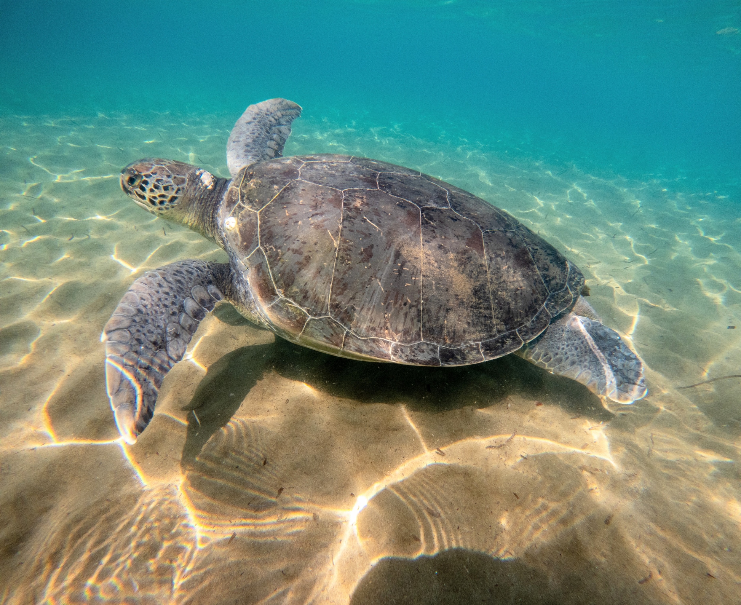 Sea turtle shells reveal hidden history of ocean stress