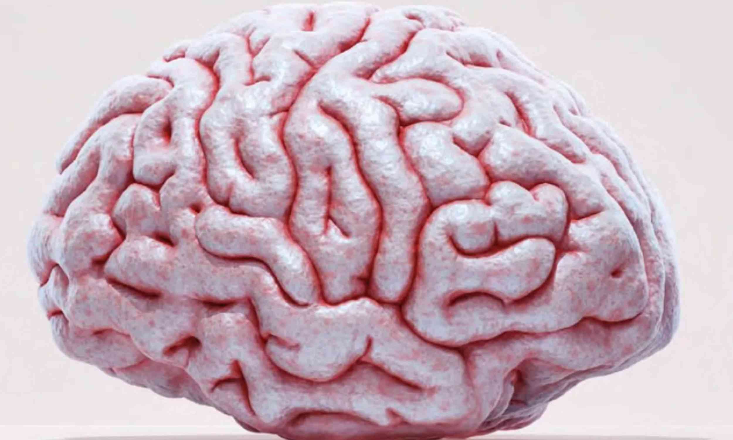 Scientists develop method that makes living brain tissue transparent