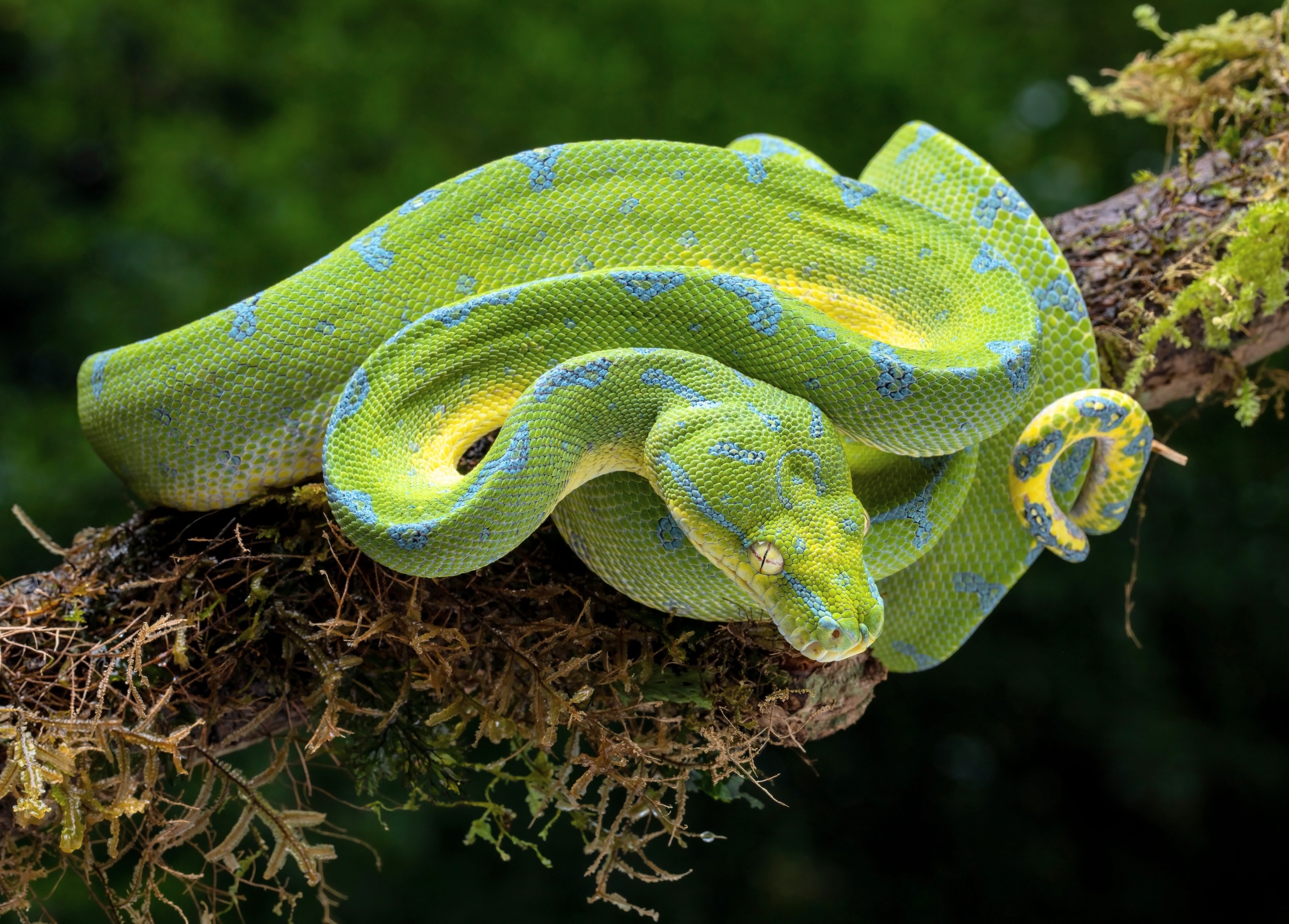 Python blood could be used to create safer weight-loss drugs