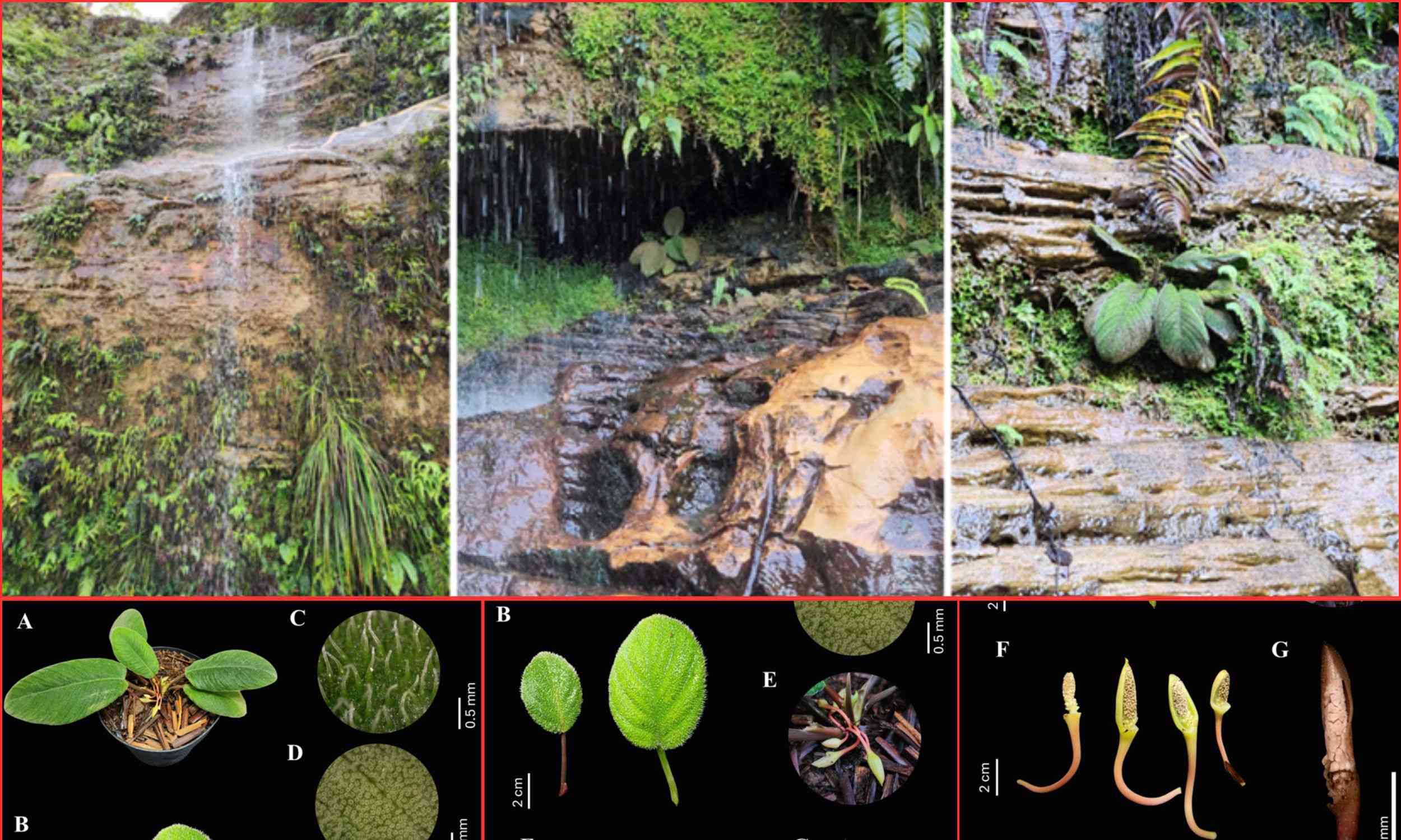 A strange, hairy plant resembling a cat's tongue has been discovered in Indonesia