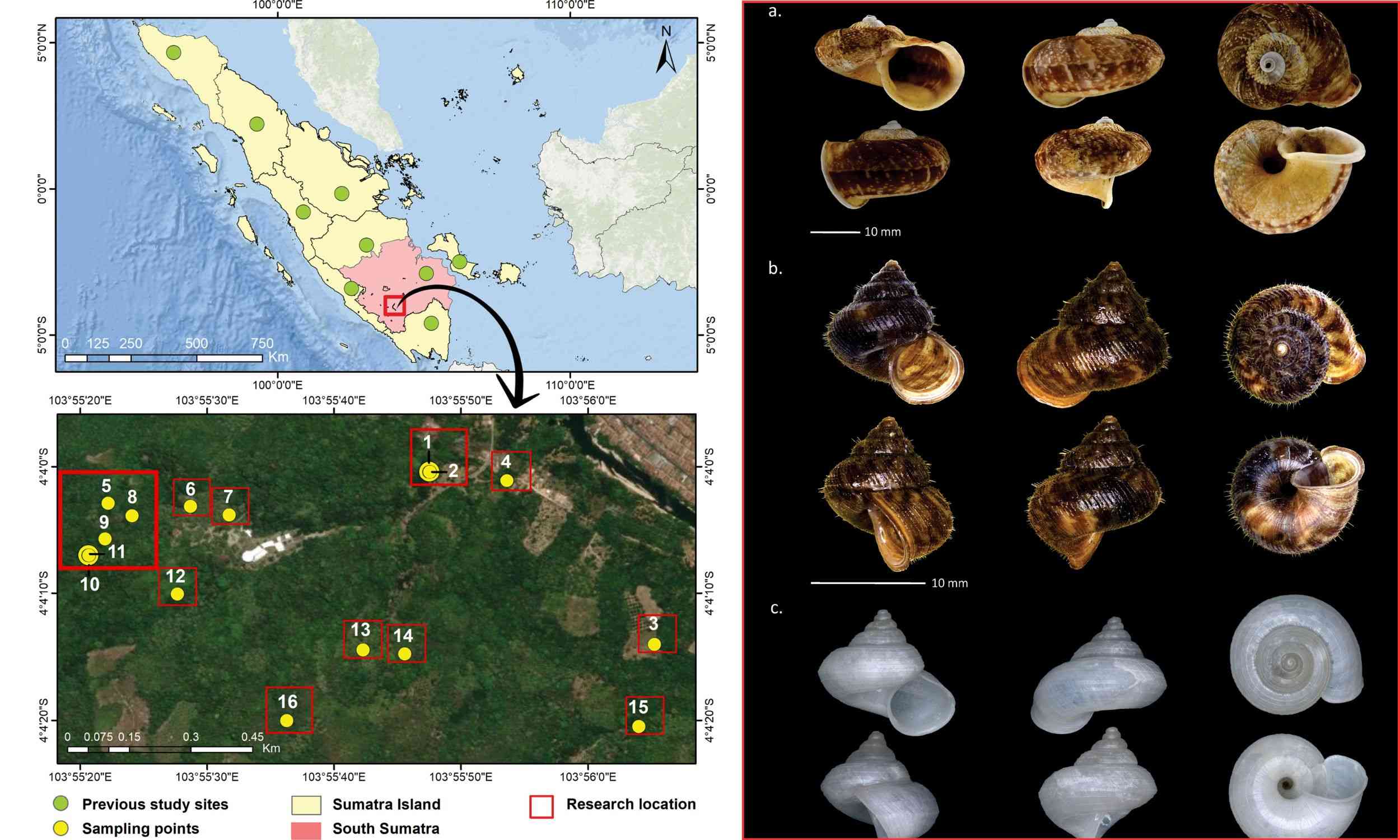 Snail smaller than a grain of rice found in Sumatra