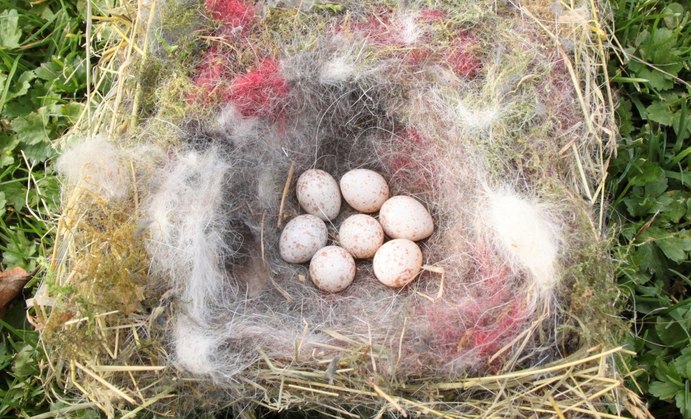 City birds use cigarette butts to fight nest parasites