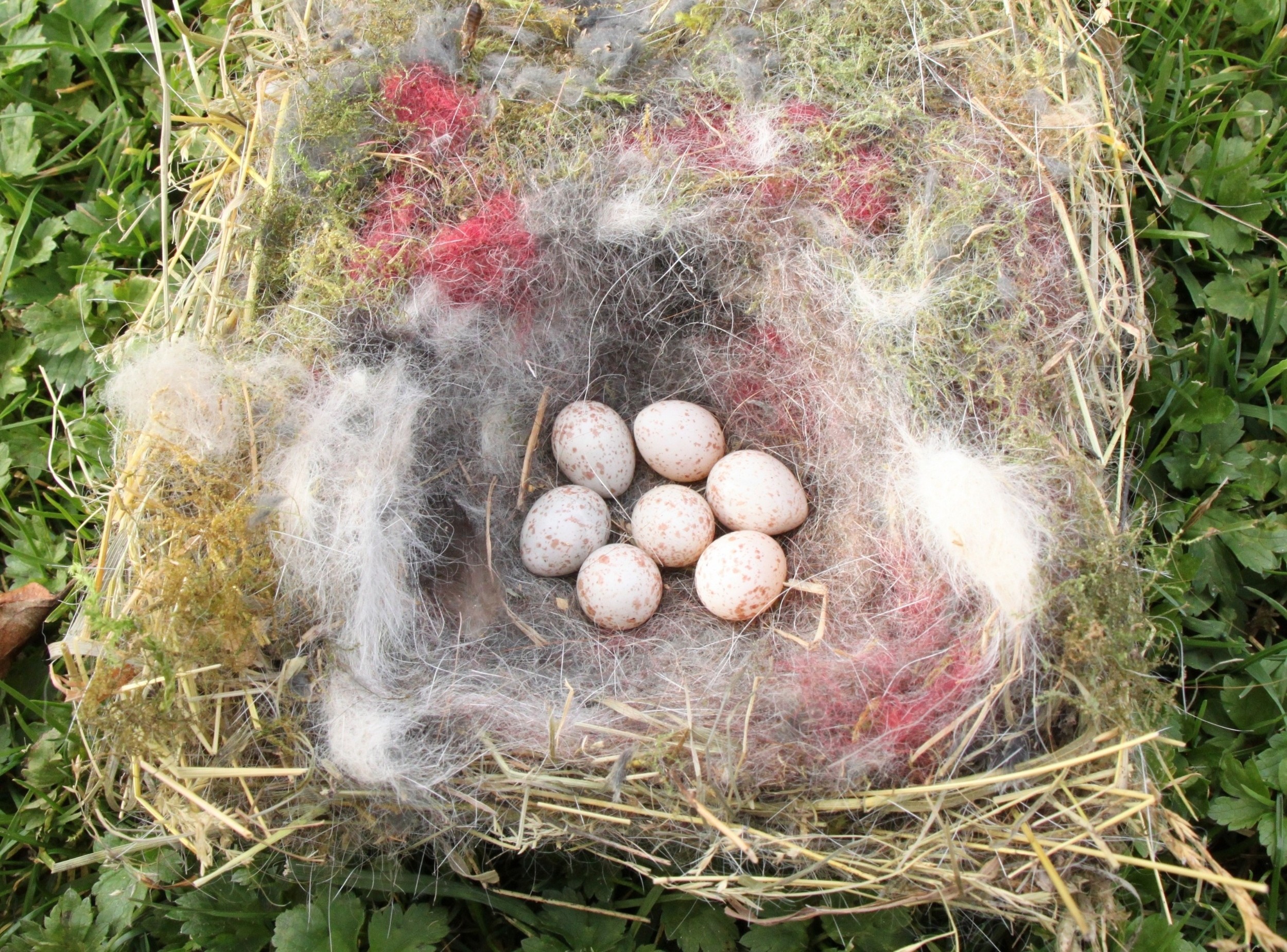 City birds use cigarette butts to fight nest parasites