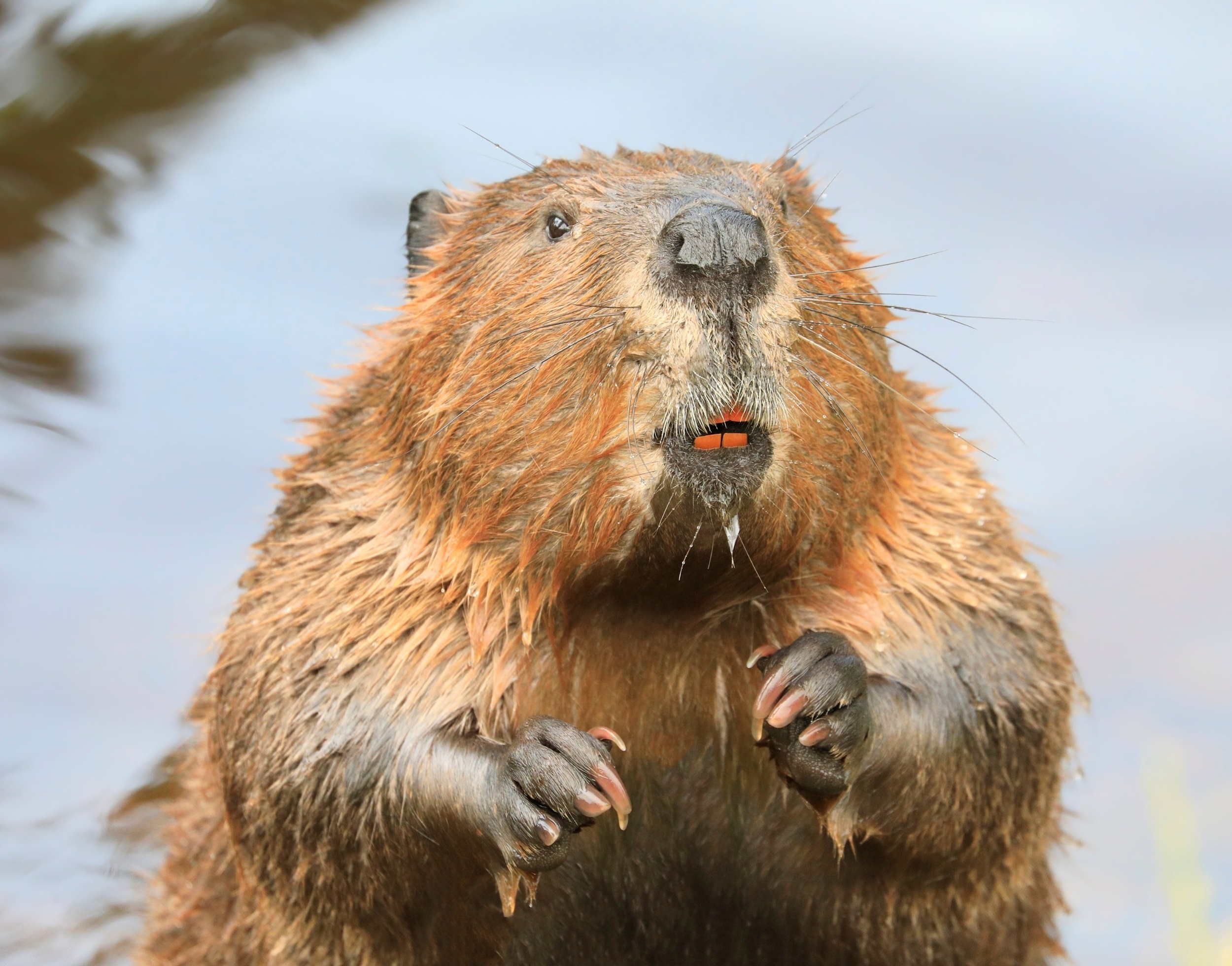 Beavers are turning rivers into powerful carbon sinks