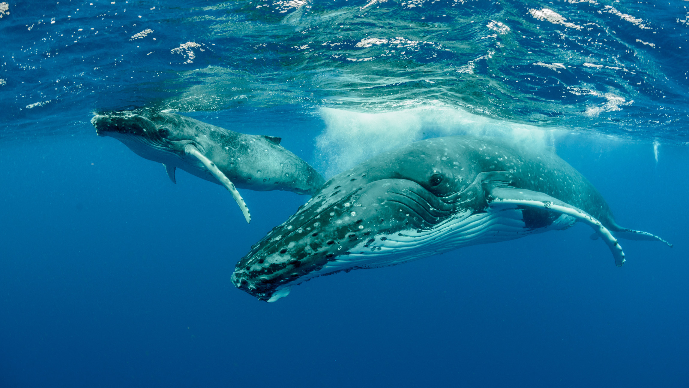 Humpback whales adjust pitch when songs turn into duets