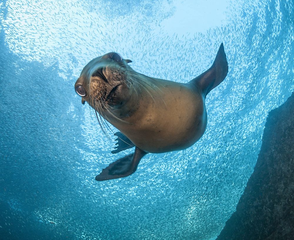 Bird flu is spreading rapidly in seals and sea lions, raising global alarm