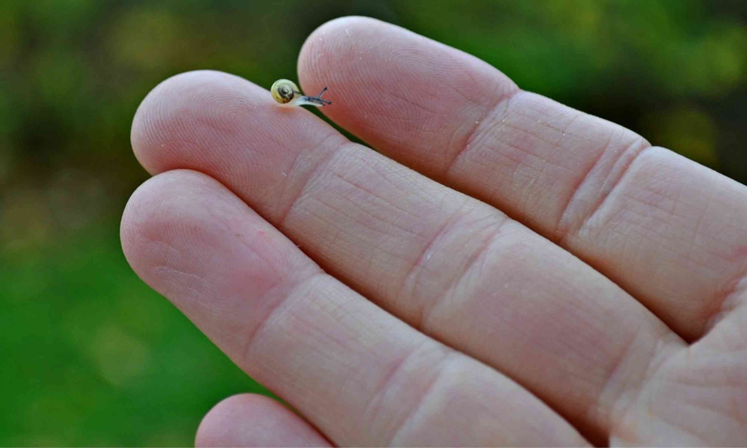 Mollusks once pushed evolutionary limits before settling into predictable patterns