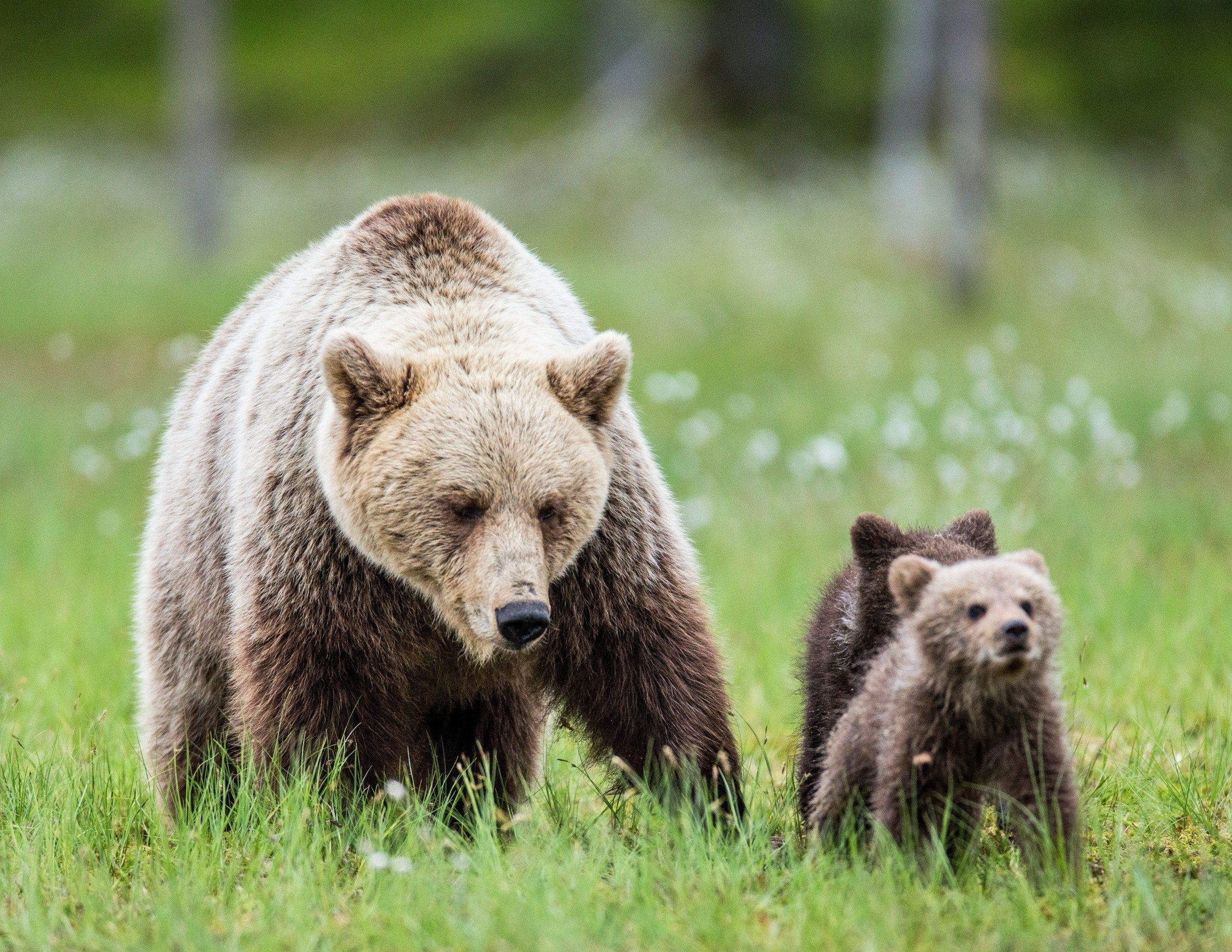 World Bear Day: Shrinking habitats and rising threats