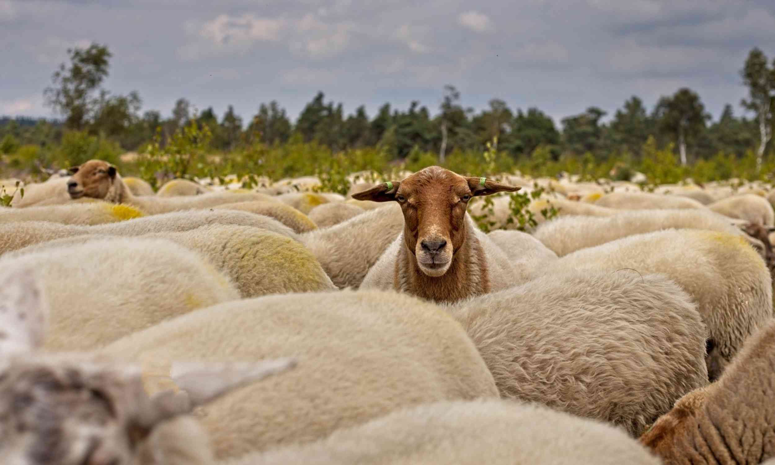 Bronze Age plague likely moved through herds, not fleas