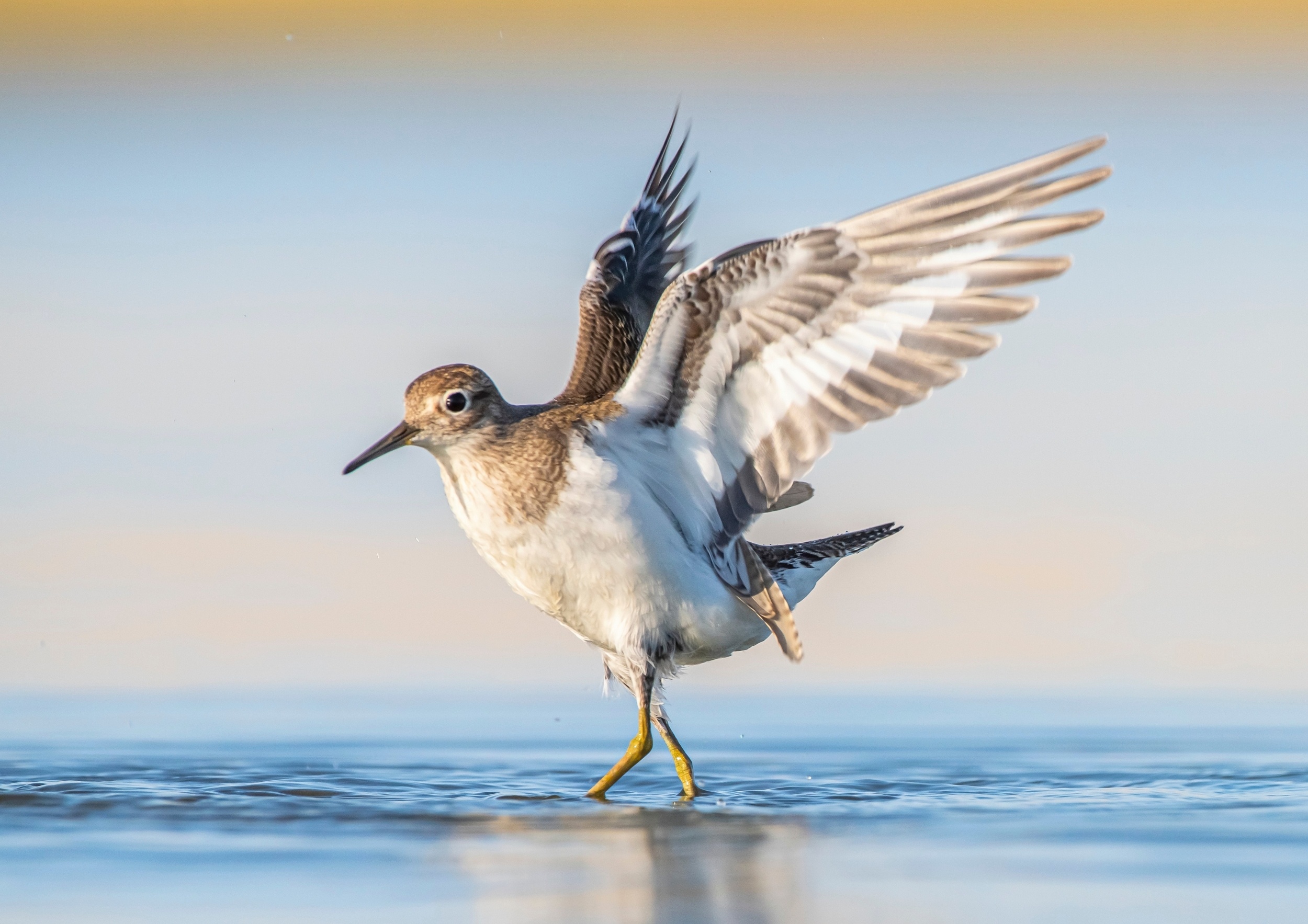 Scientists track millions of bird movements to protect declining shorebirds