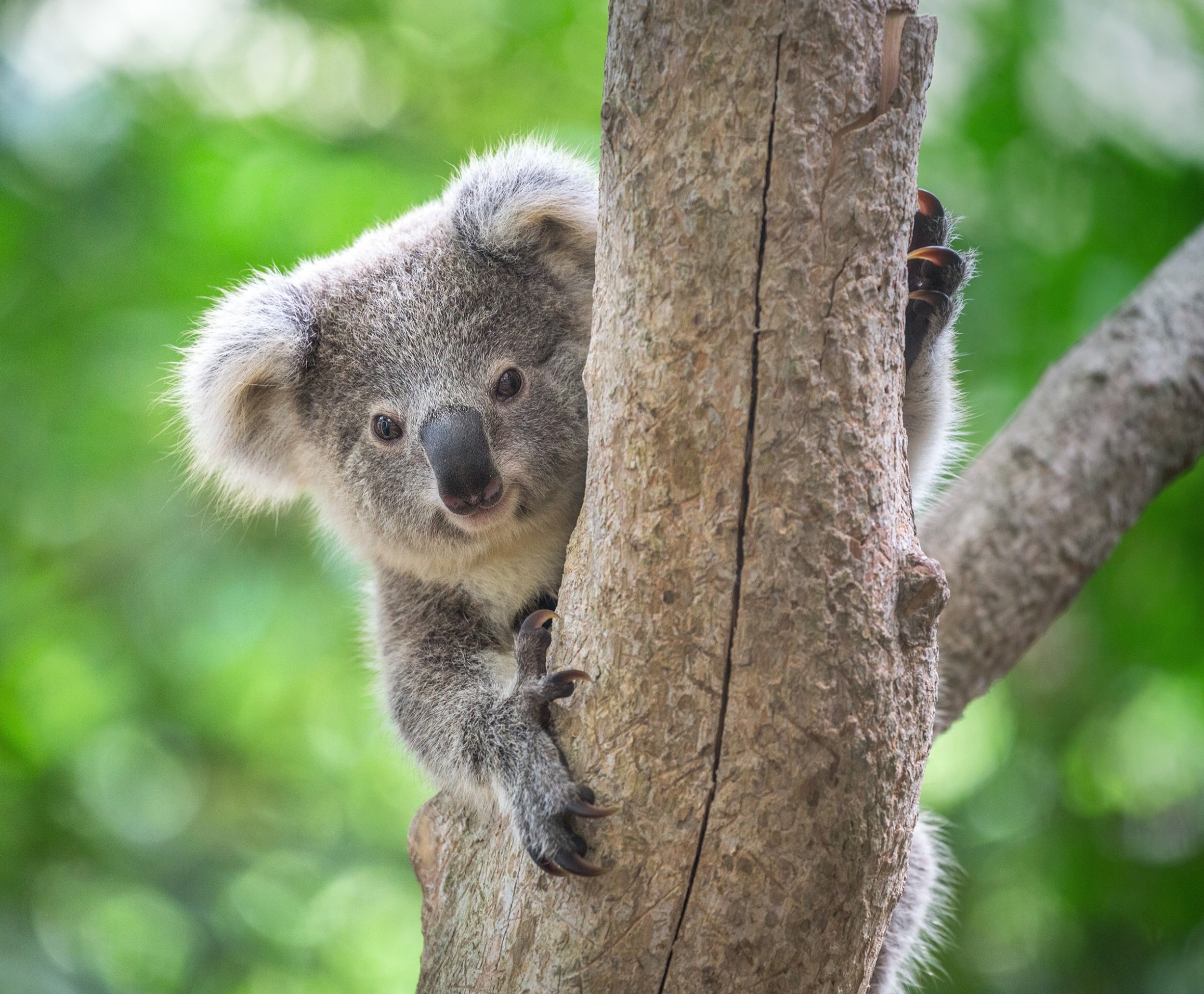 Australia expands protected areas, but misses critical habitats for wildlife