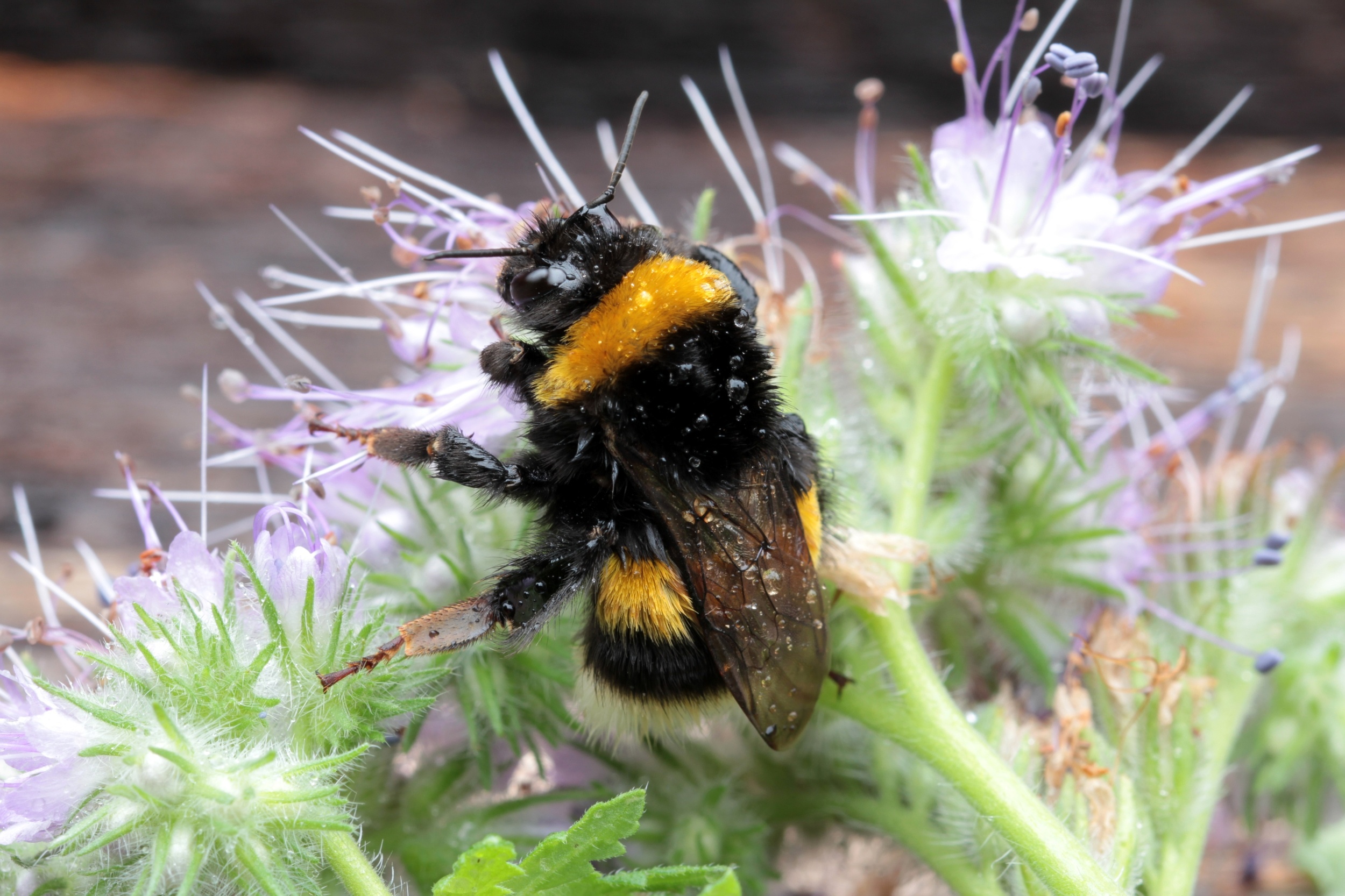 Invasive bees are quietly reshaping Chile’s pollination networks