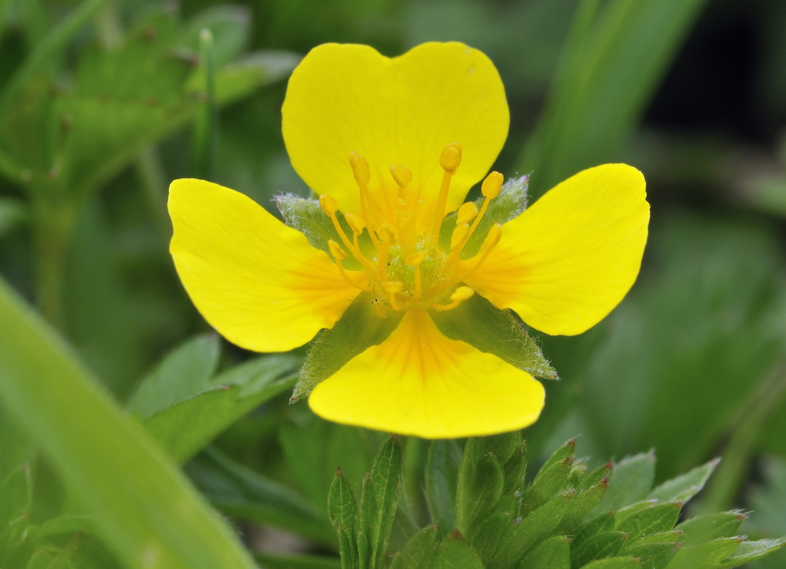 Wildflower used in folk medicine could help fight deadly antibiotic resistance
