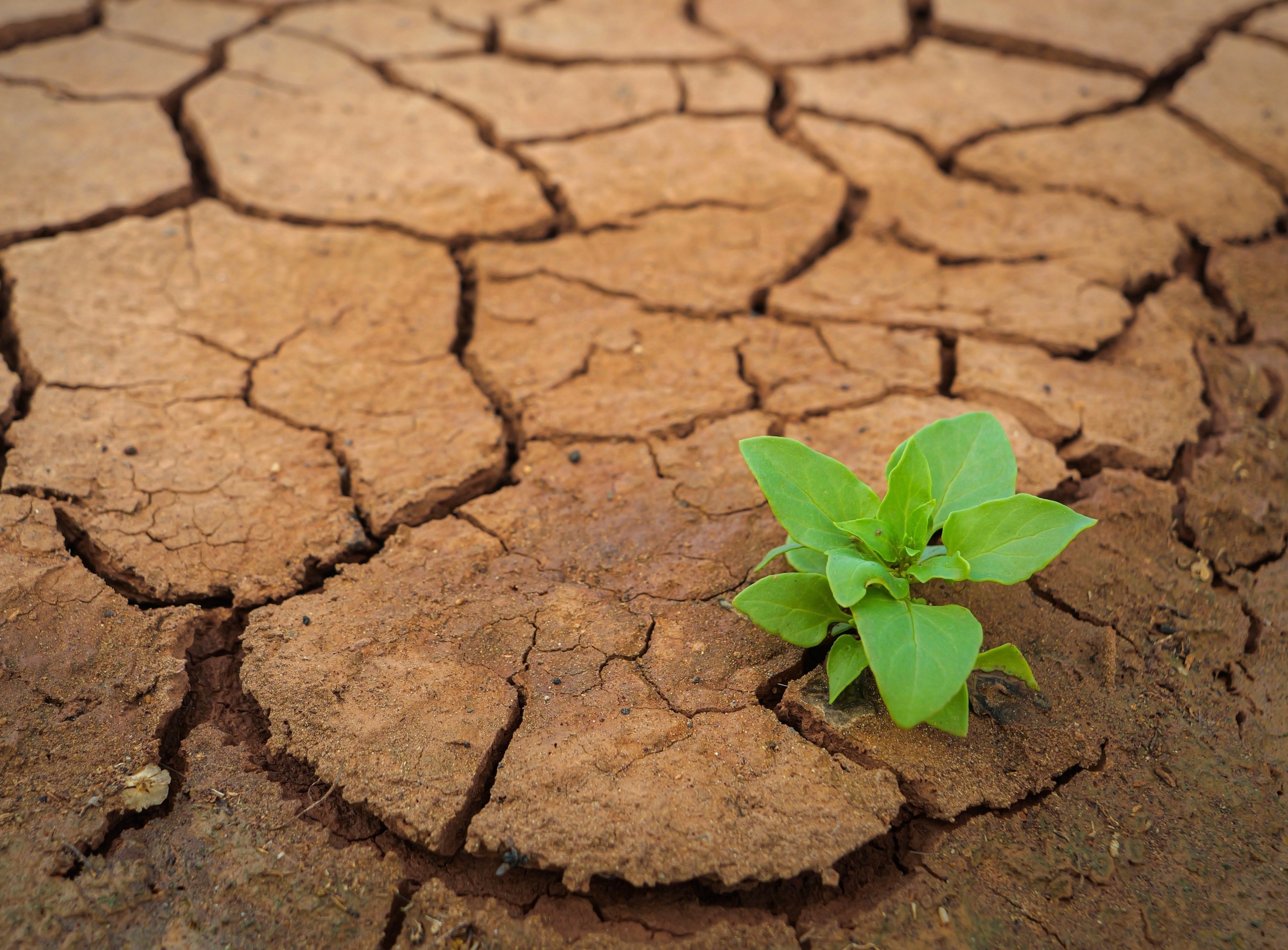 Scientists discover what really limits a plant’s water supply