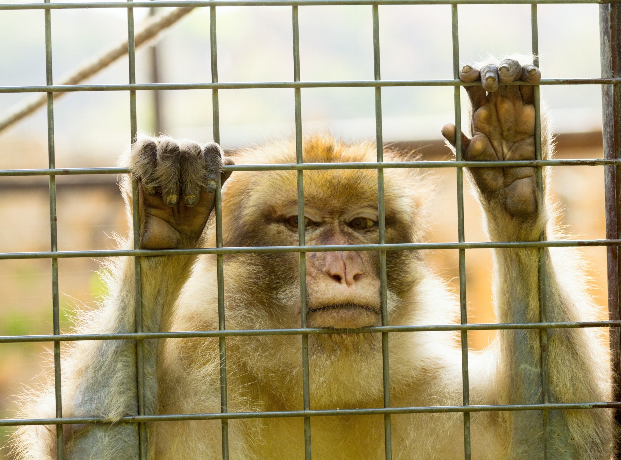 Barren cages can trap animals in a 'pain echo chamber'