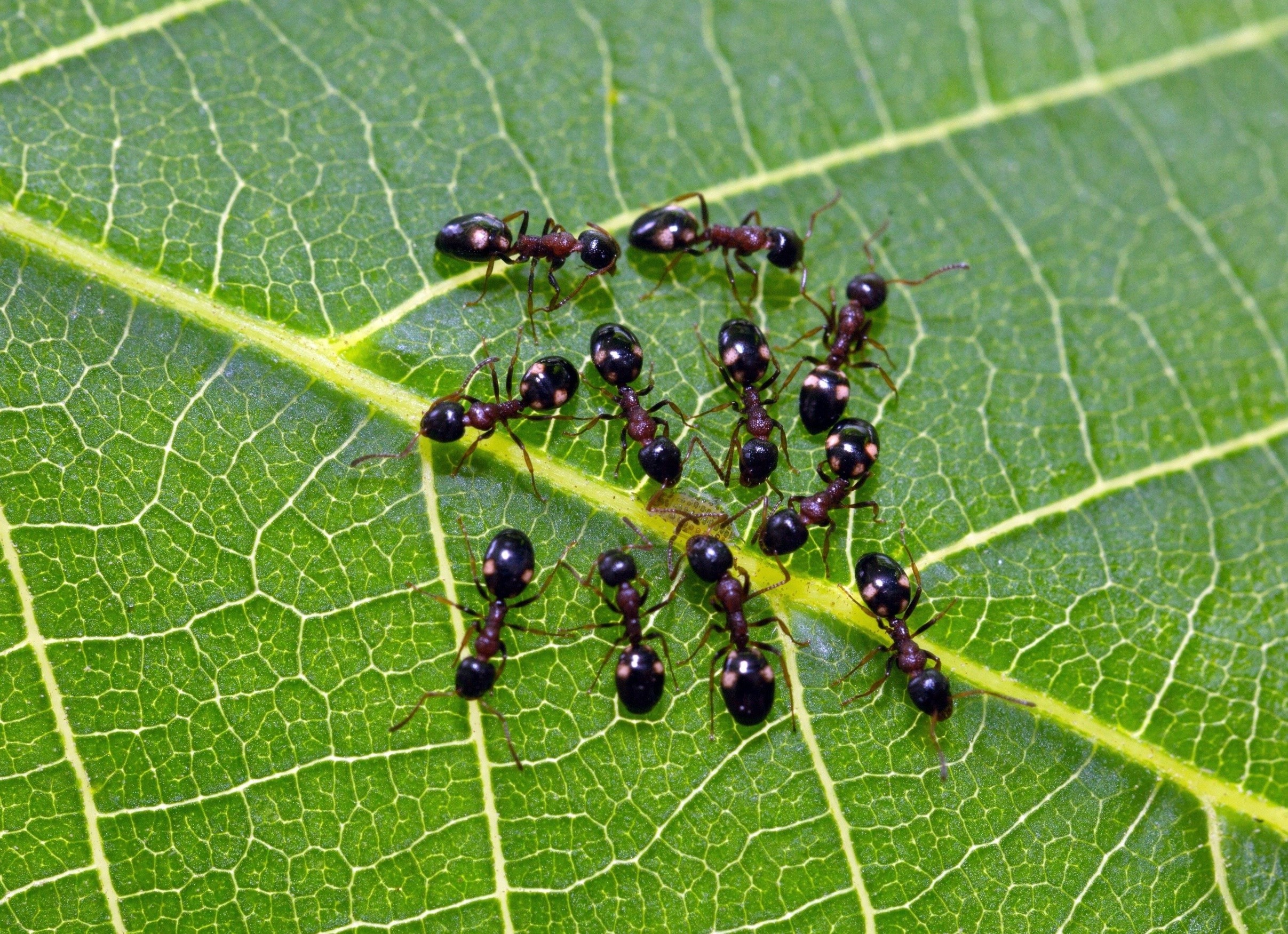 Ants can learn to accept outsiders