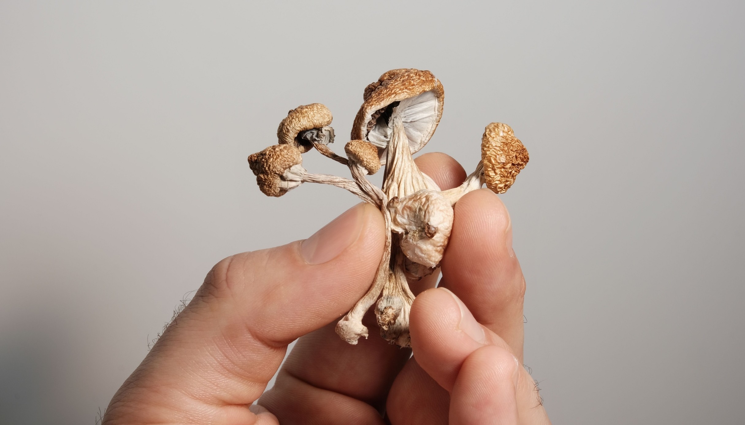 Psychedelics and antidepressants may work equally well for depression