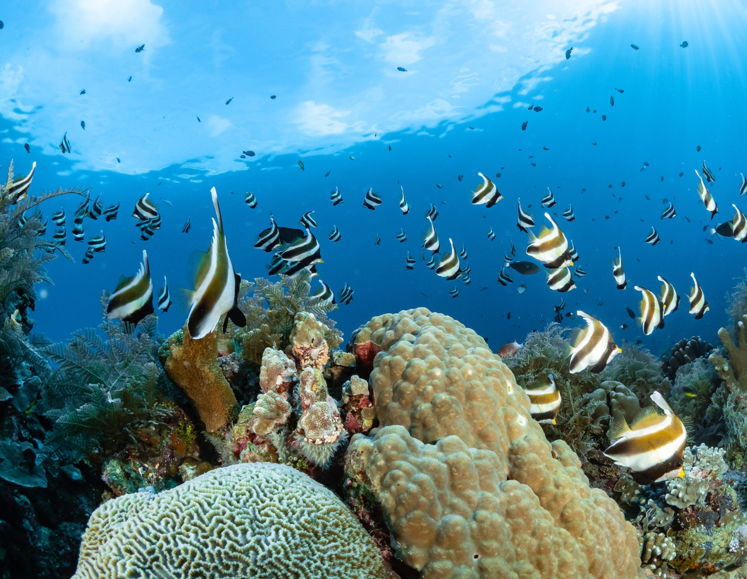 Coral reefs reveal their health through tiny clicking sounds