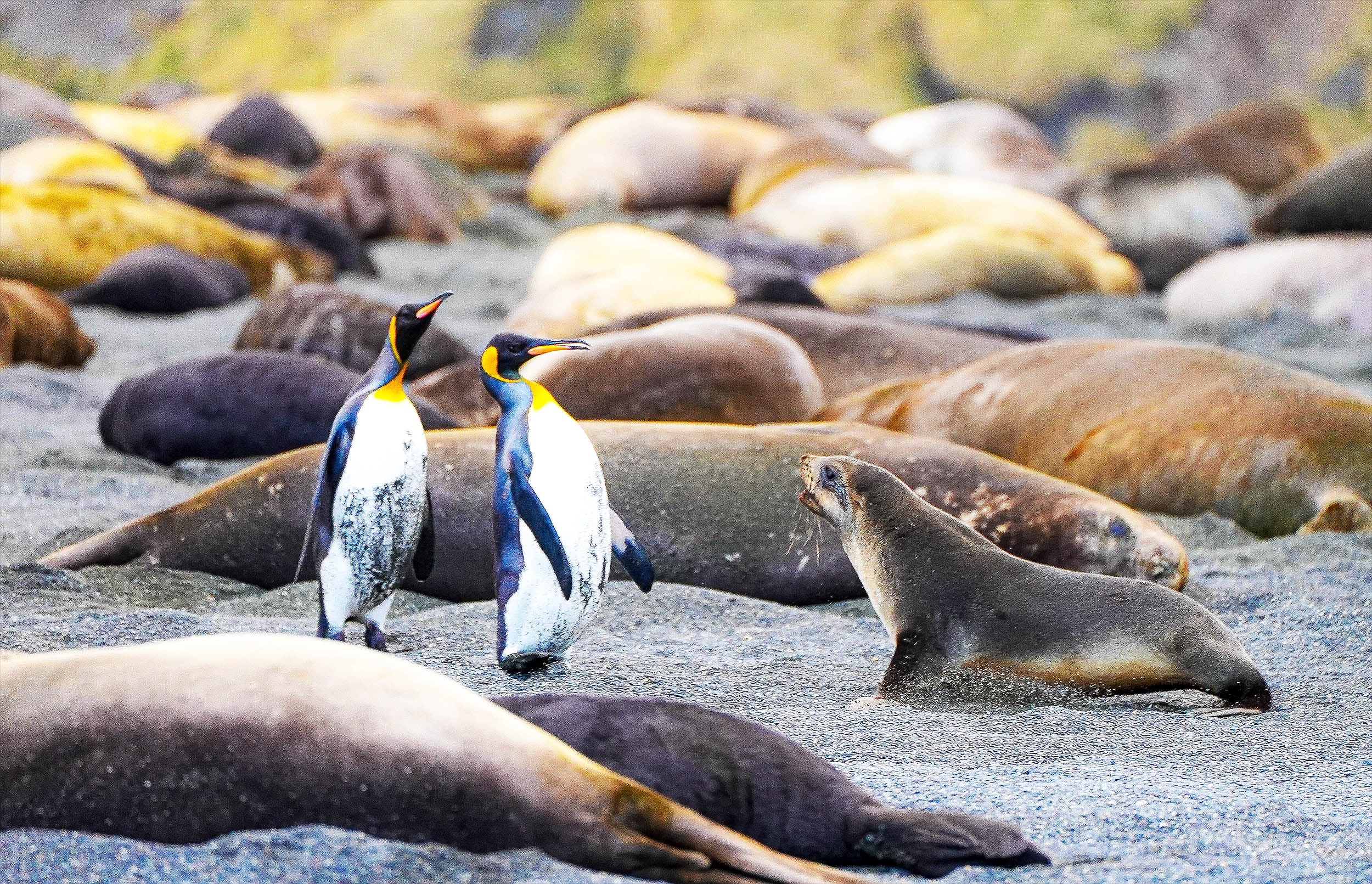 Antarctic sea ice expanded for decades until a dramatic decline began in 2015, now scientists learned why with the help of seals