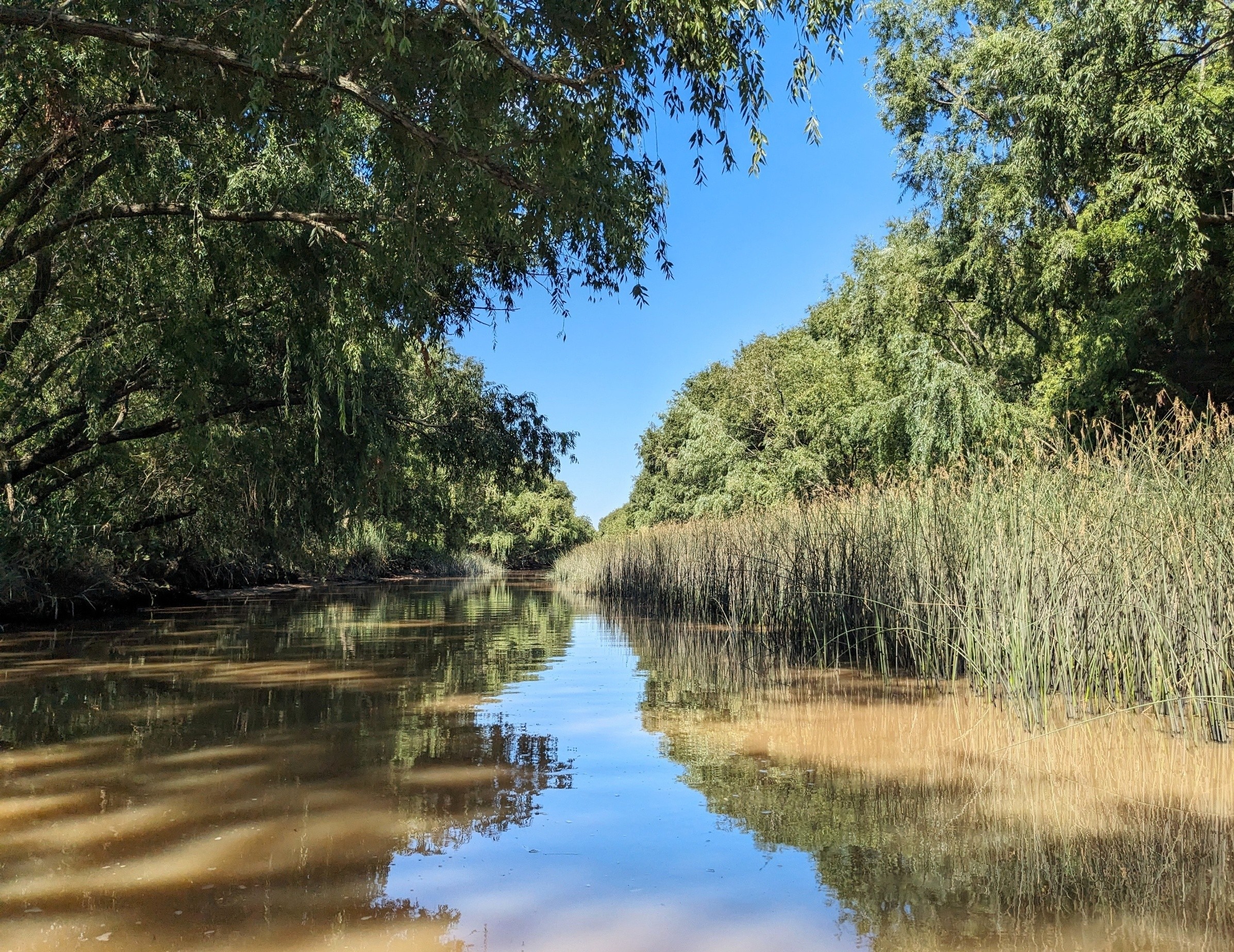 Freshwater fish are vanishing from the world’s rivers